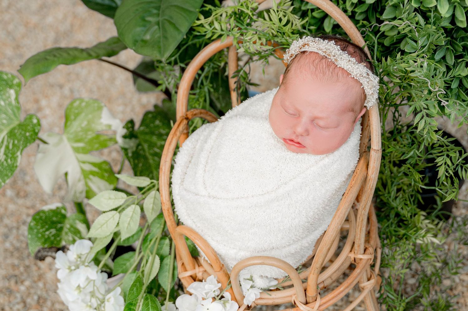 Newborn session in greenhouse.