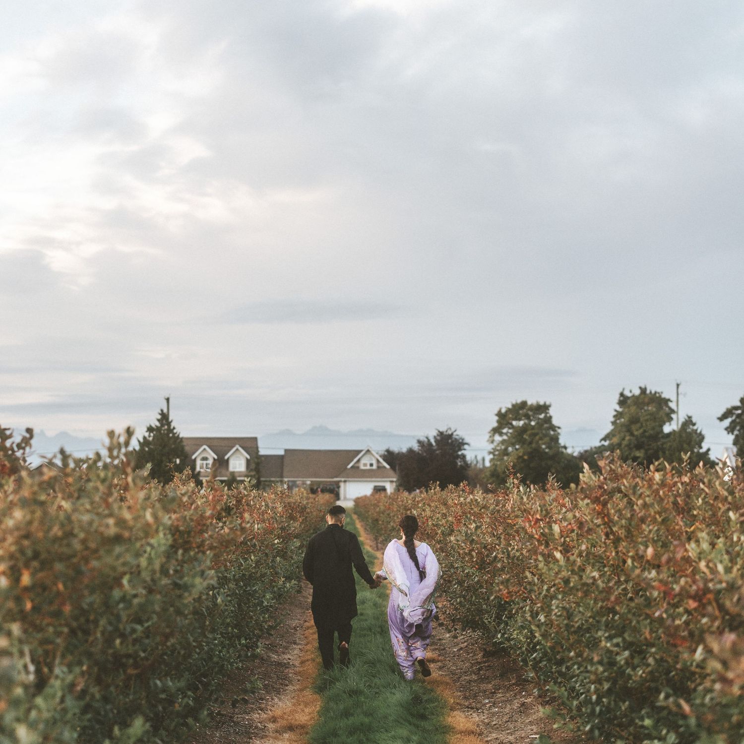 People walking through rows of blooming cotton fields at sunset with golden light filtering through the plants.