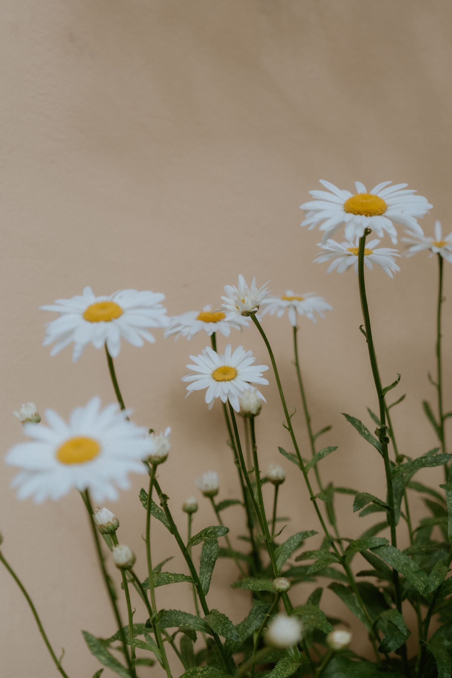 Fresh white daisies with yellow centers bloom against a neutral beige background.