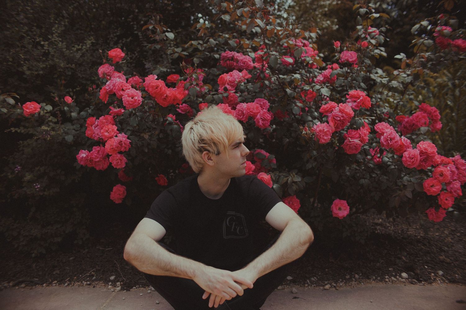 Person in black shirt sitting against vibrant pink rose bush in garden setting.