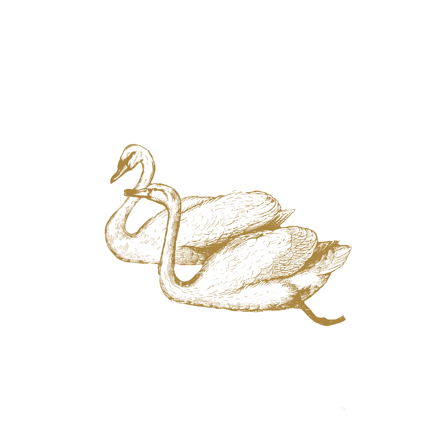 Golden sketch illustration of two elegant swans resting together, drawn in delicate gold ink on white background.
