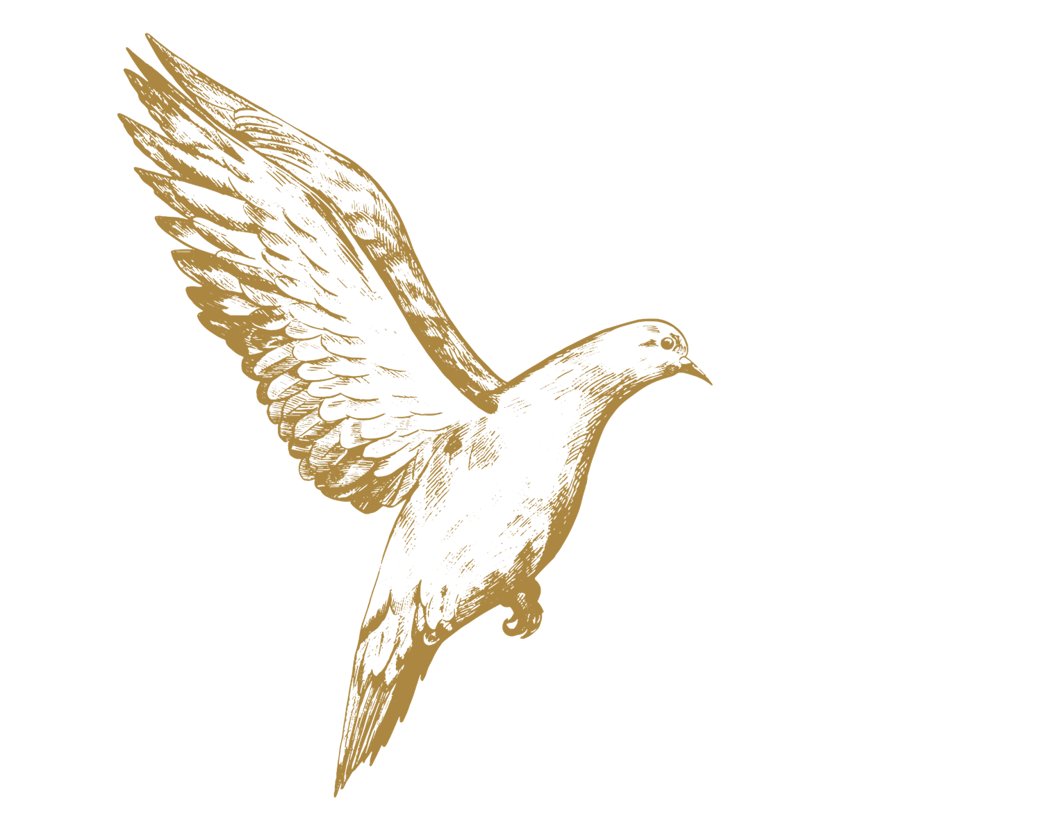Golden sketch illustration of a dove in flight with wings spread wide on a white background.