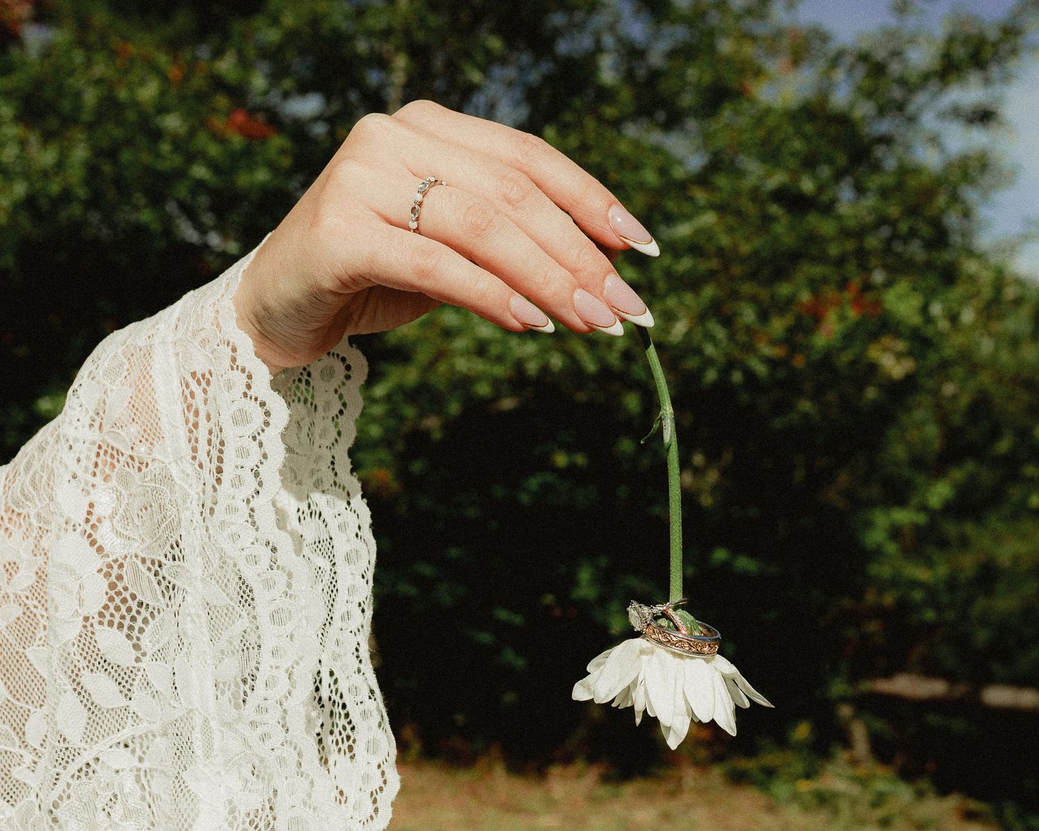 A hand in lace sleeve holds a wilting white flower, adorned with a delicate ring, against green foliage.