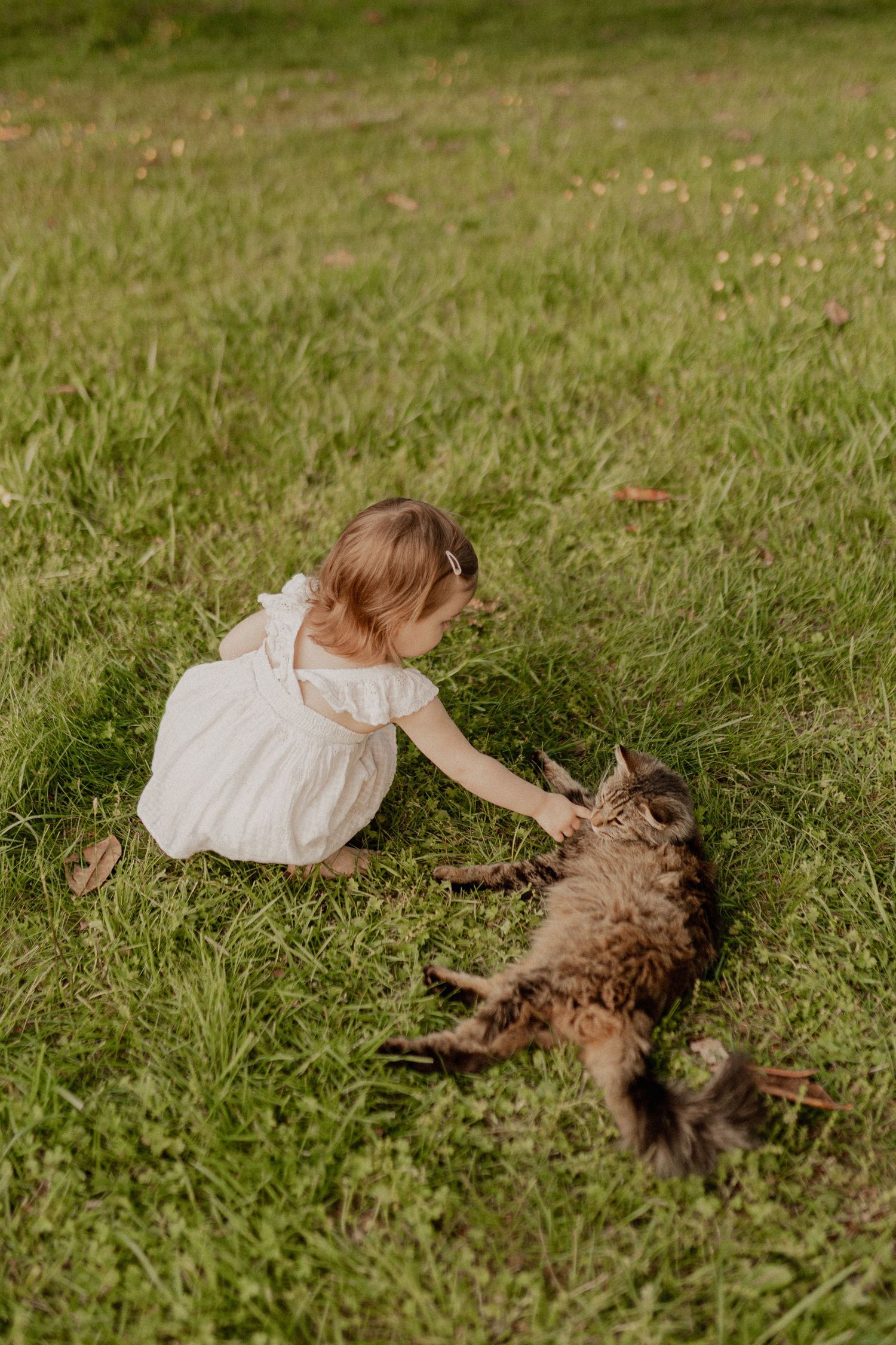 A cat rolls playfully on grass near a white picnic blanket in sunlight.
