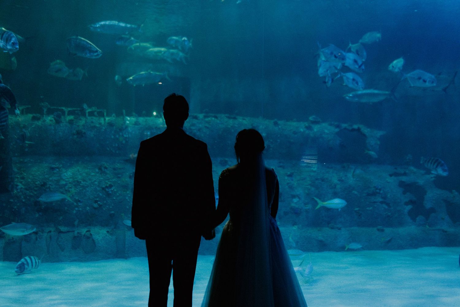 Silhouettes against a blue aquarium backdrop create a dramatic wedding photo.