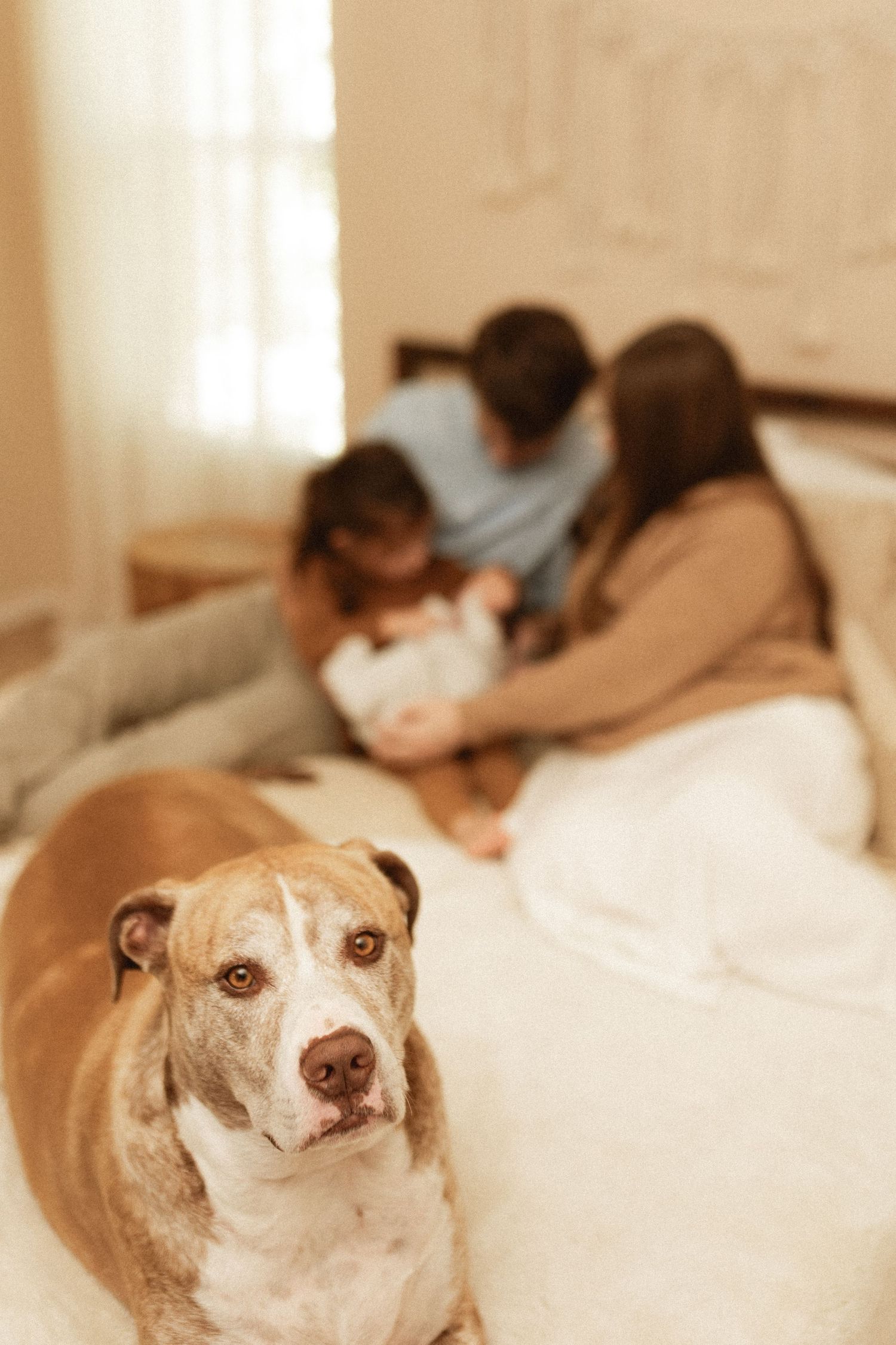 Tan and white dog rests on white bedding while family shares tender moments in background.