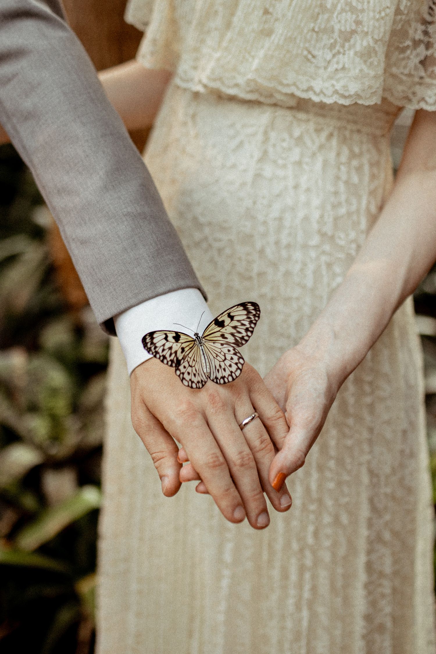 A delicate butterfly lands on joined hands wearing wedding rings against lace dress fabric.