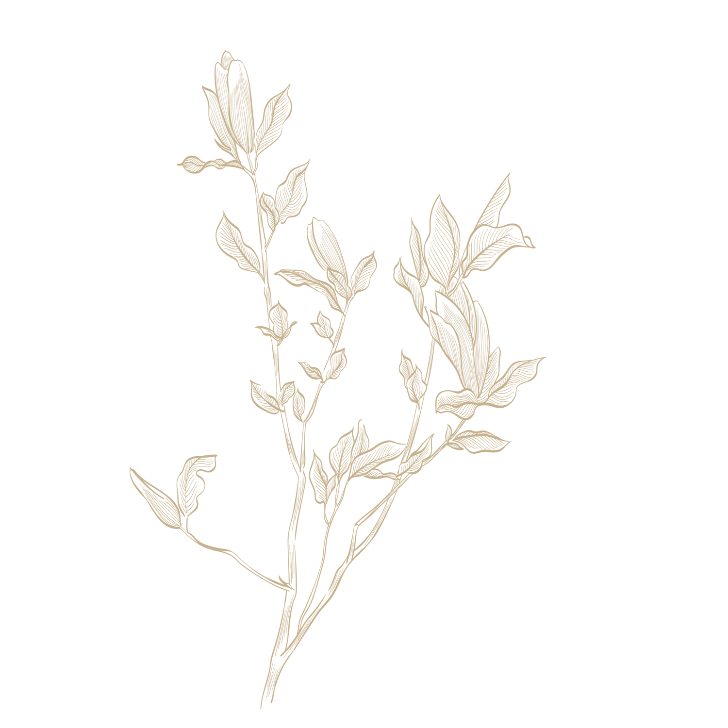 Delicate botanical line art illustration of a flowering branch with leaves in soft beige tones on white background.