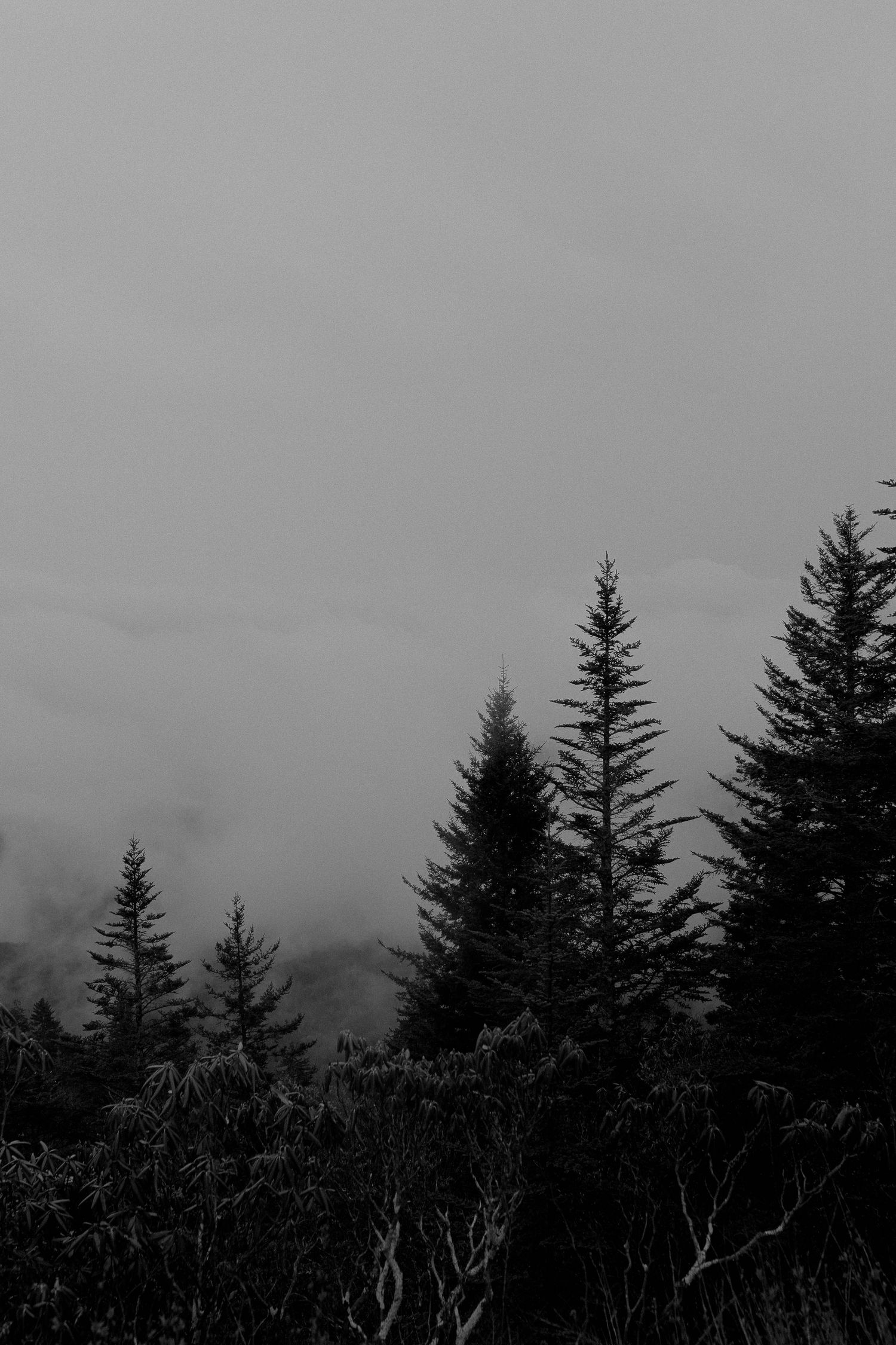 Moody black and white landscape of evergreen trees against misty mountain backdrop.