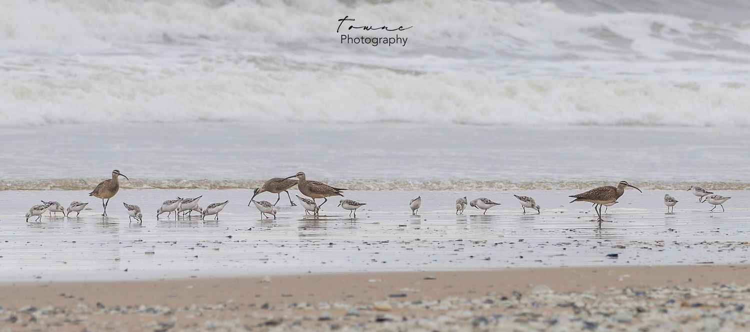 Shore Birds - Guadalupe Dunes, Guadalupe, California towne-photography.com