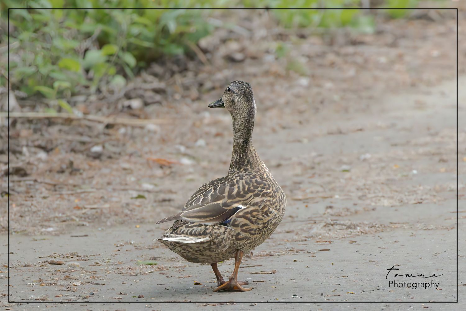 Duck at Oso Flaco Lake