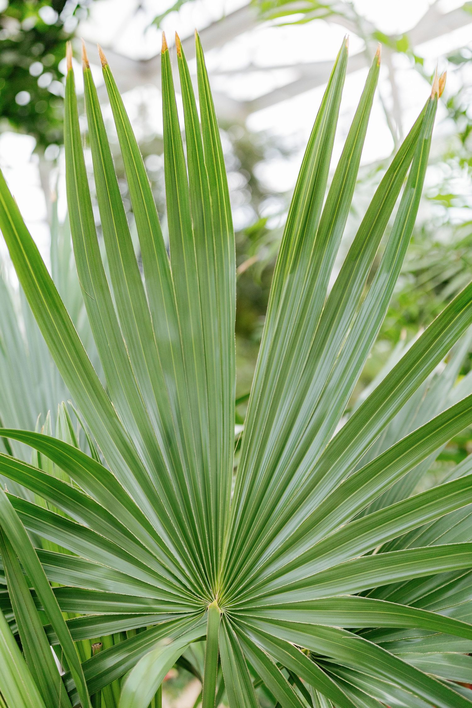 plants at the university of Georgia Botanical garden