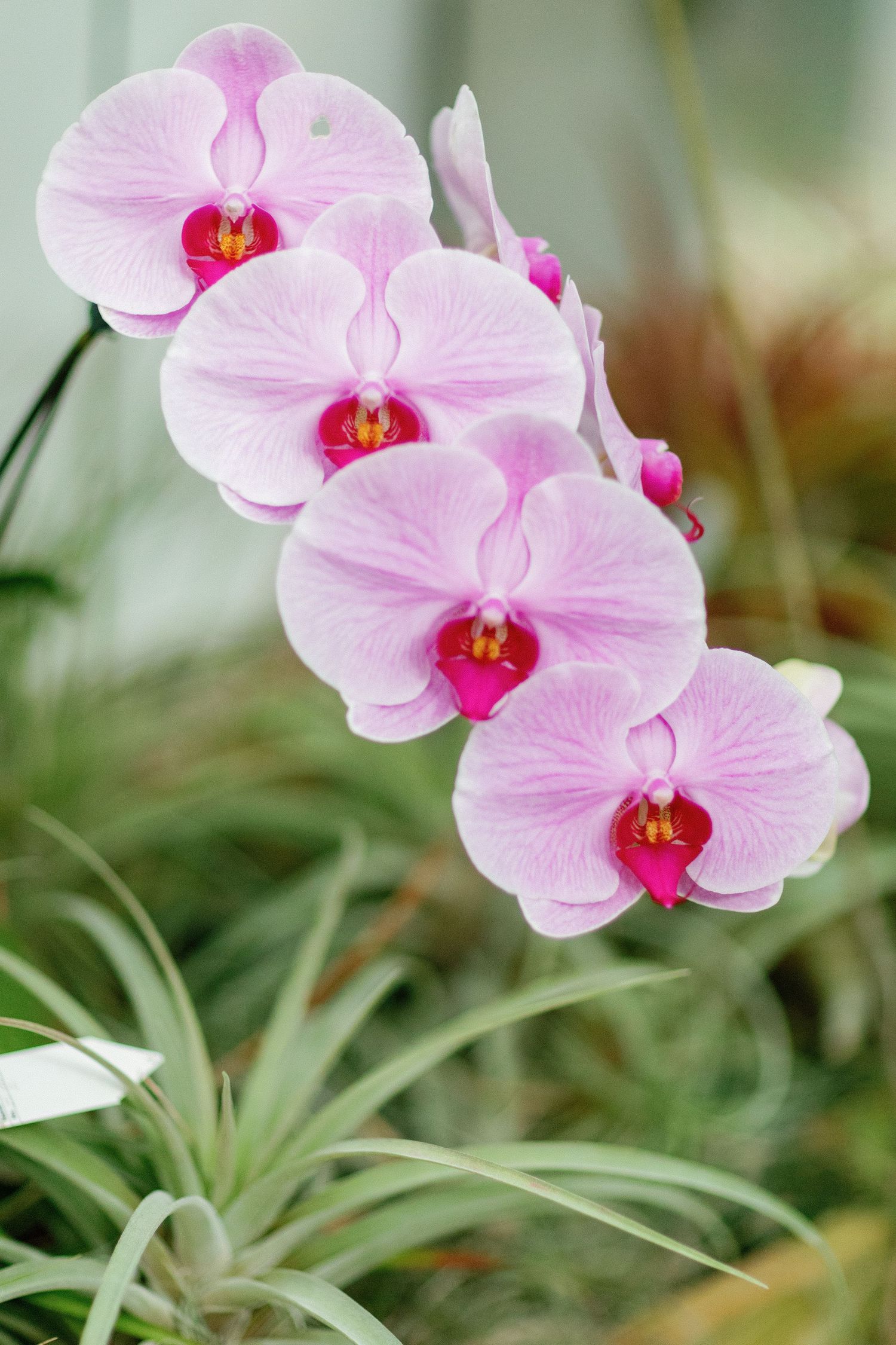 Orchids at the university of Georgia Botanical garden