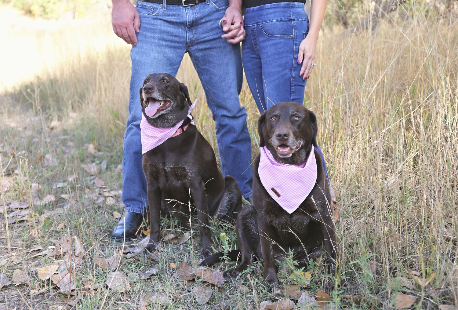 Chocolate lab with pink bandana sits next to person in jeans outdoors.
