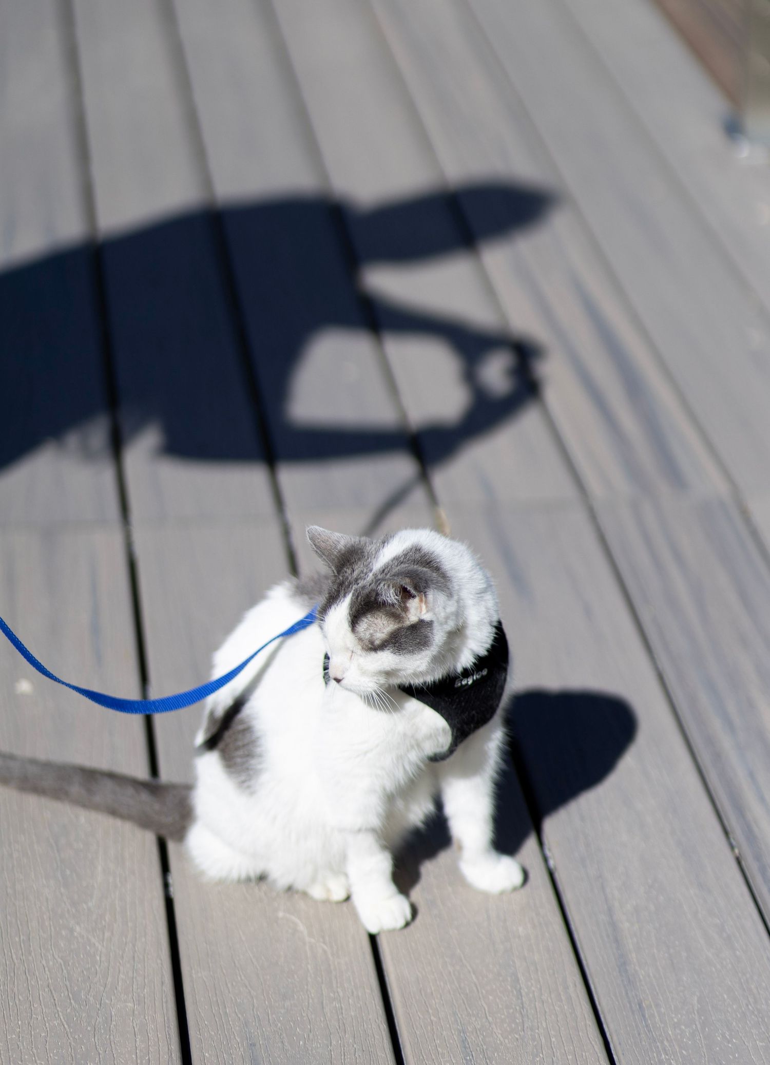 White and gray cat on a leash wearing a harness sitting on a wooden deck in sunlight.
