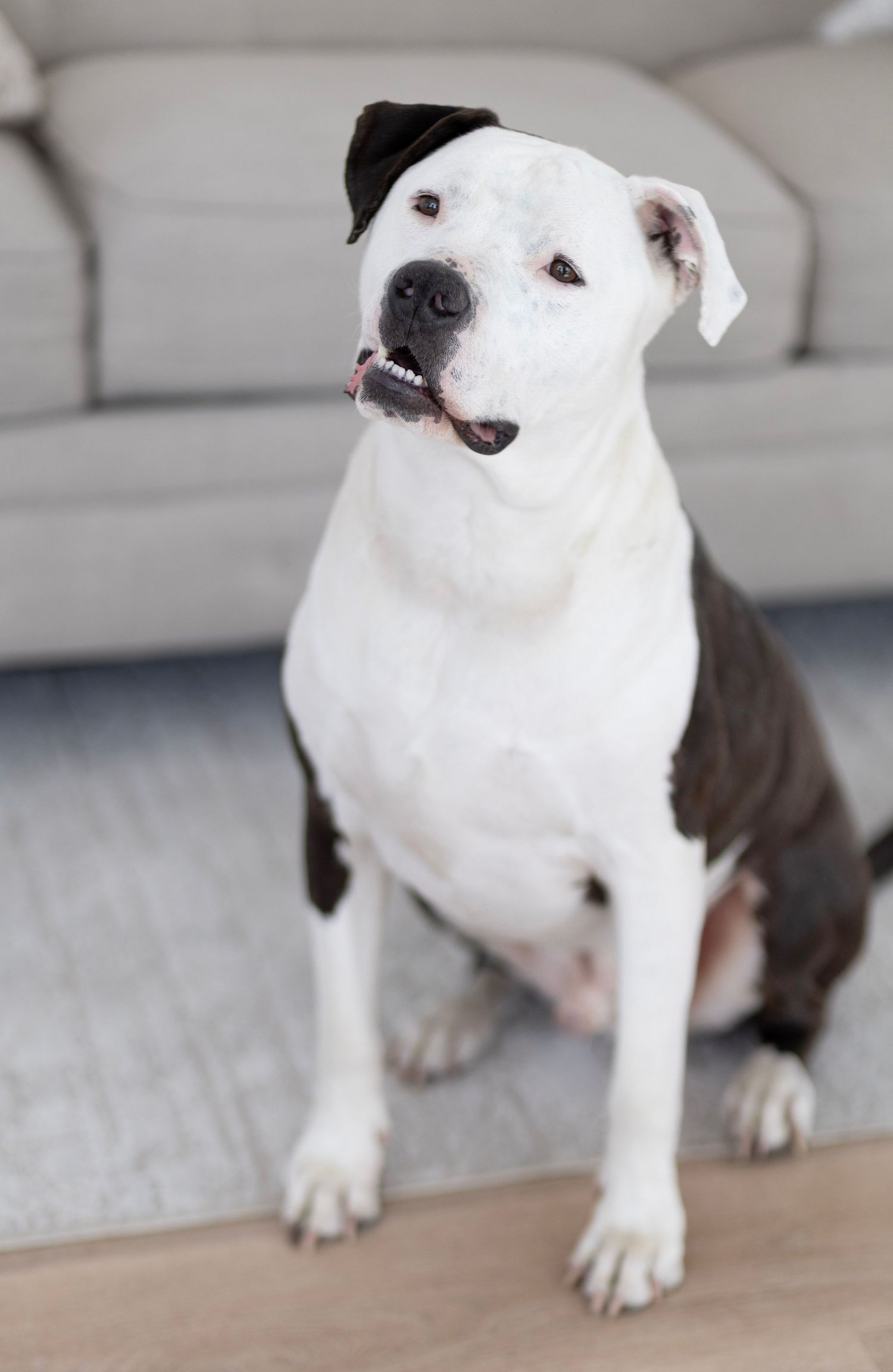 White and brown Pit Bull dog sitting on hardwood floor indoors, looking alert with mouth slightly open.