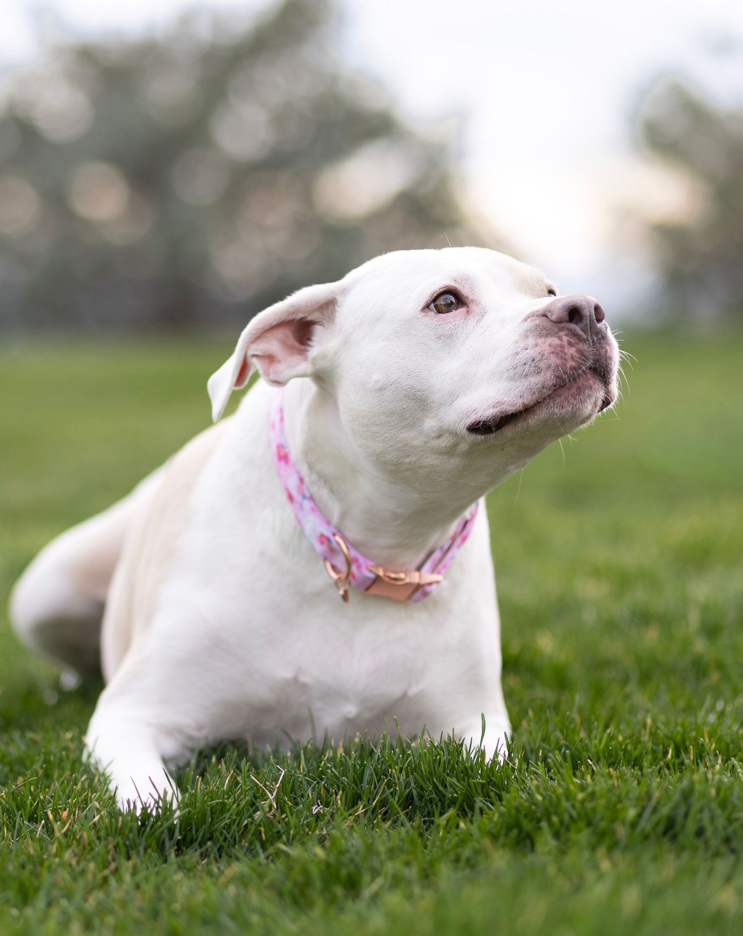 White pit bull dog with pink collar lying on green grass, looking up attentively in an outdoor park setting.