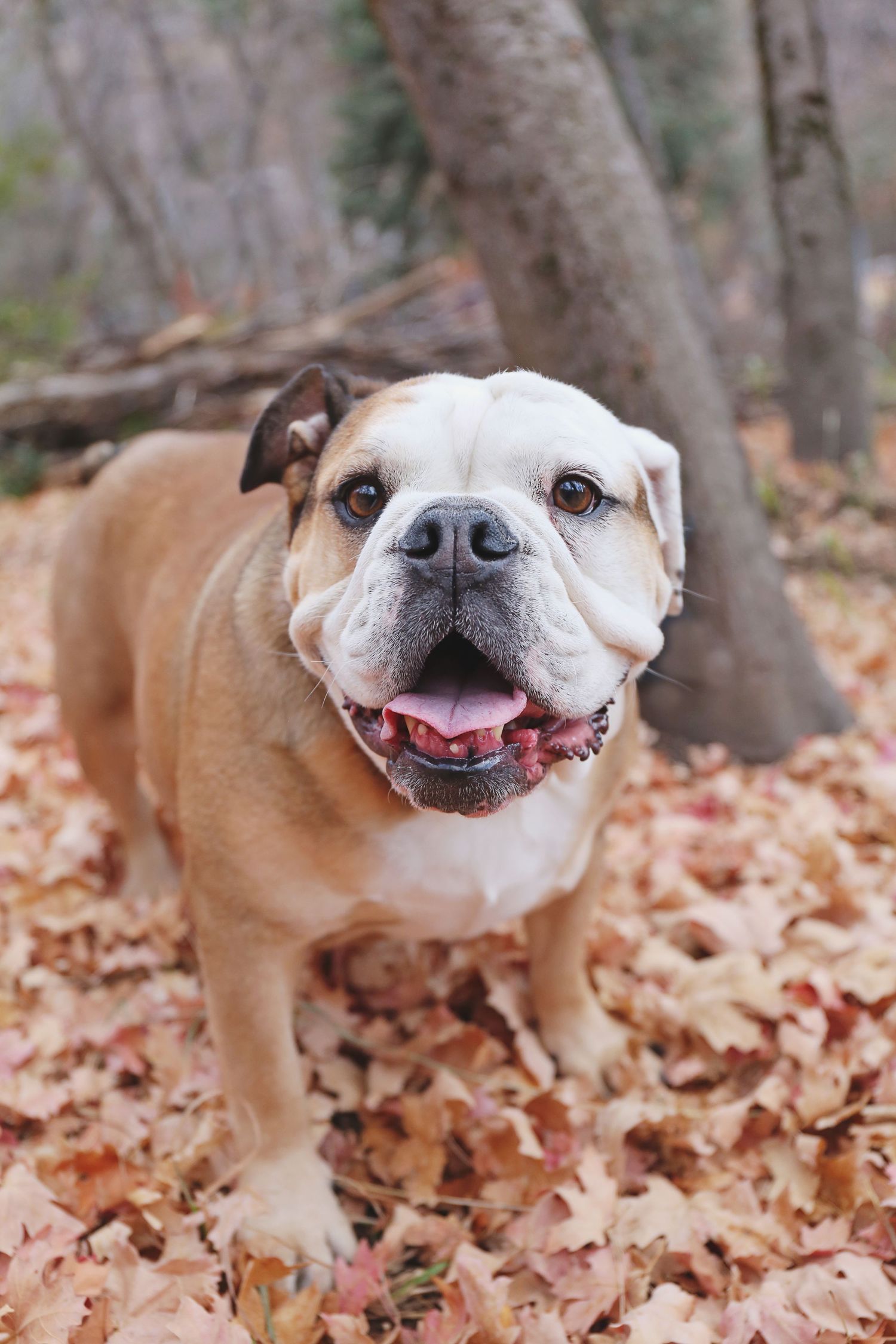 English Bulldog with tan and white coat smiling among fallen autumn leaves.