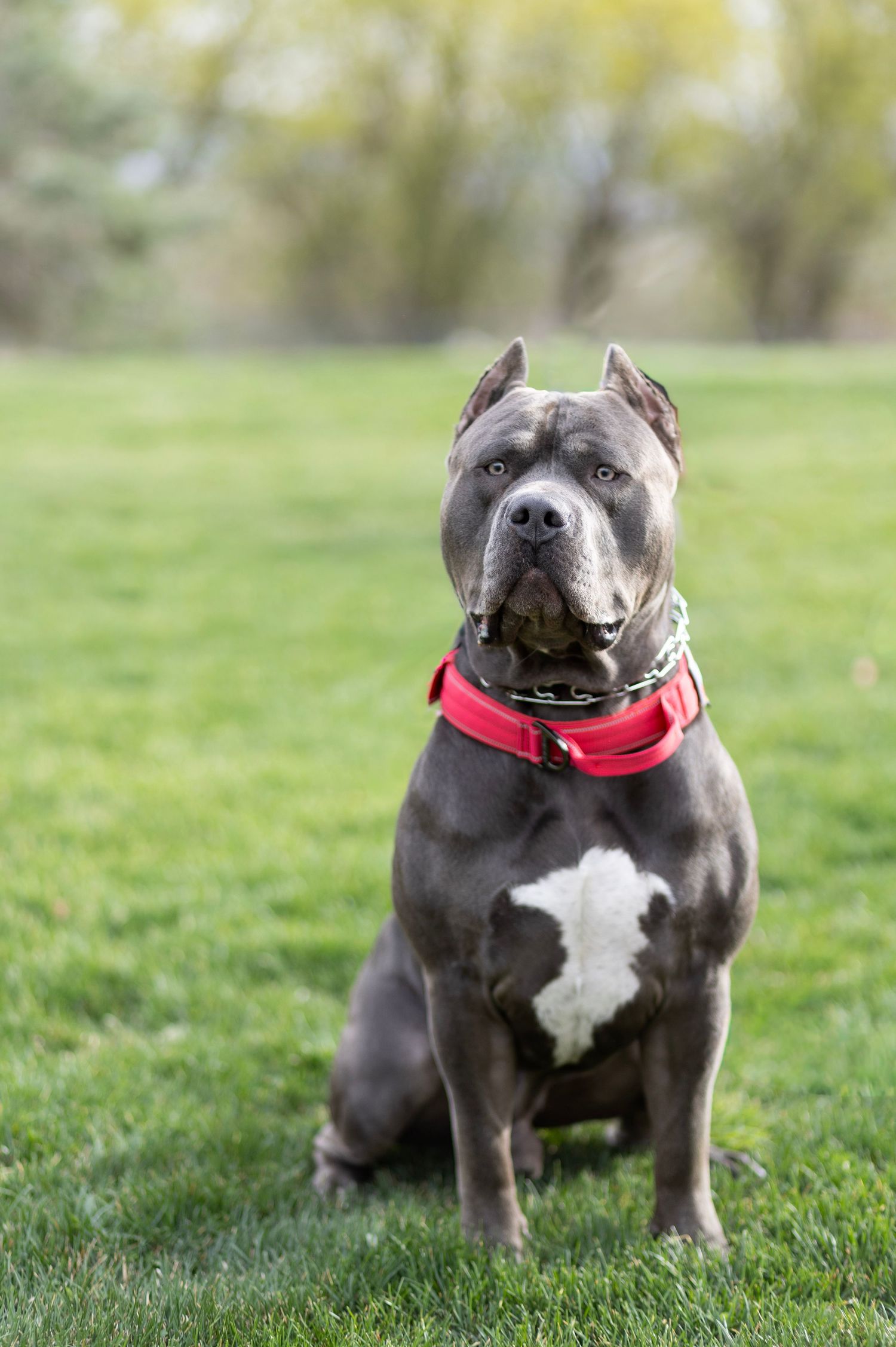 A muscular gray Pit Bull dog with a white chest patch sits on green grass wearing a red collar.