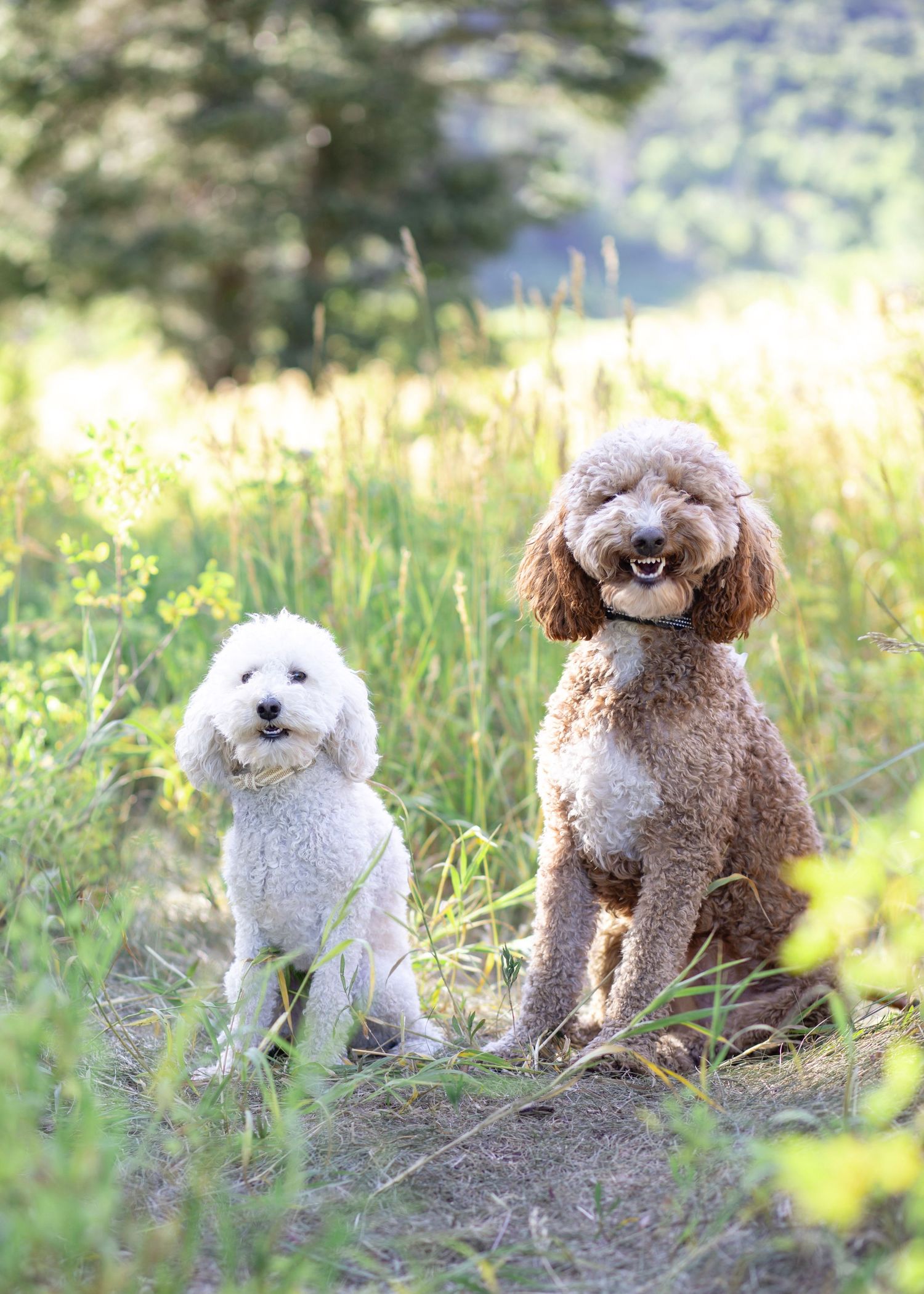 Three adorable poodle mix dogs sitting together in a sunny mountain meadow.