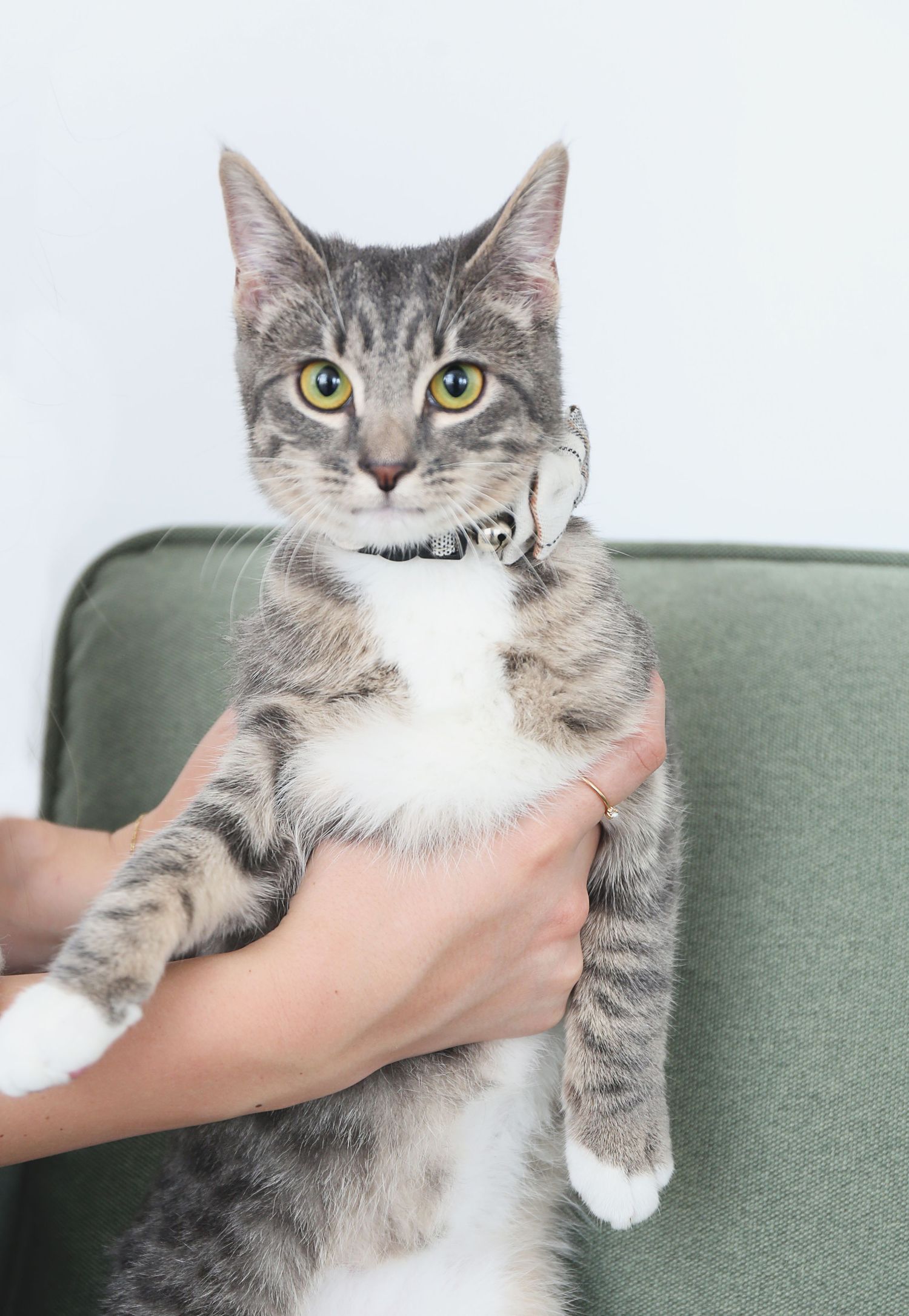 Gray and white tabby cat with bright yellow eyes sitting on a sage green couch.