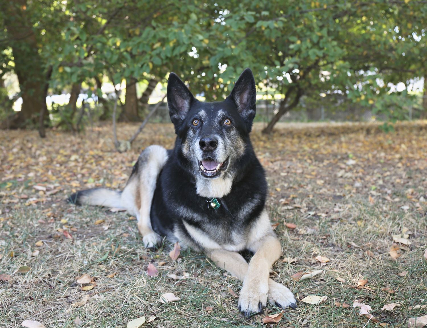 German Shepherd mix dog lying on fallen leaves with a happy expression.