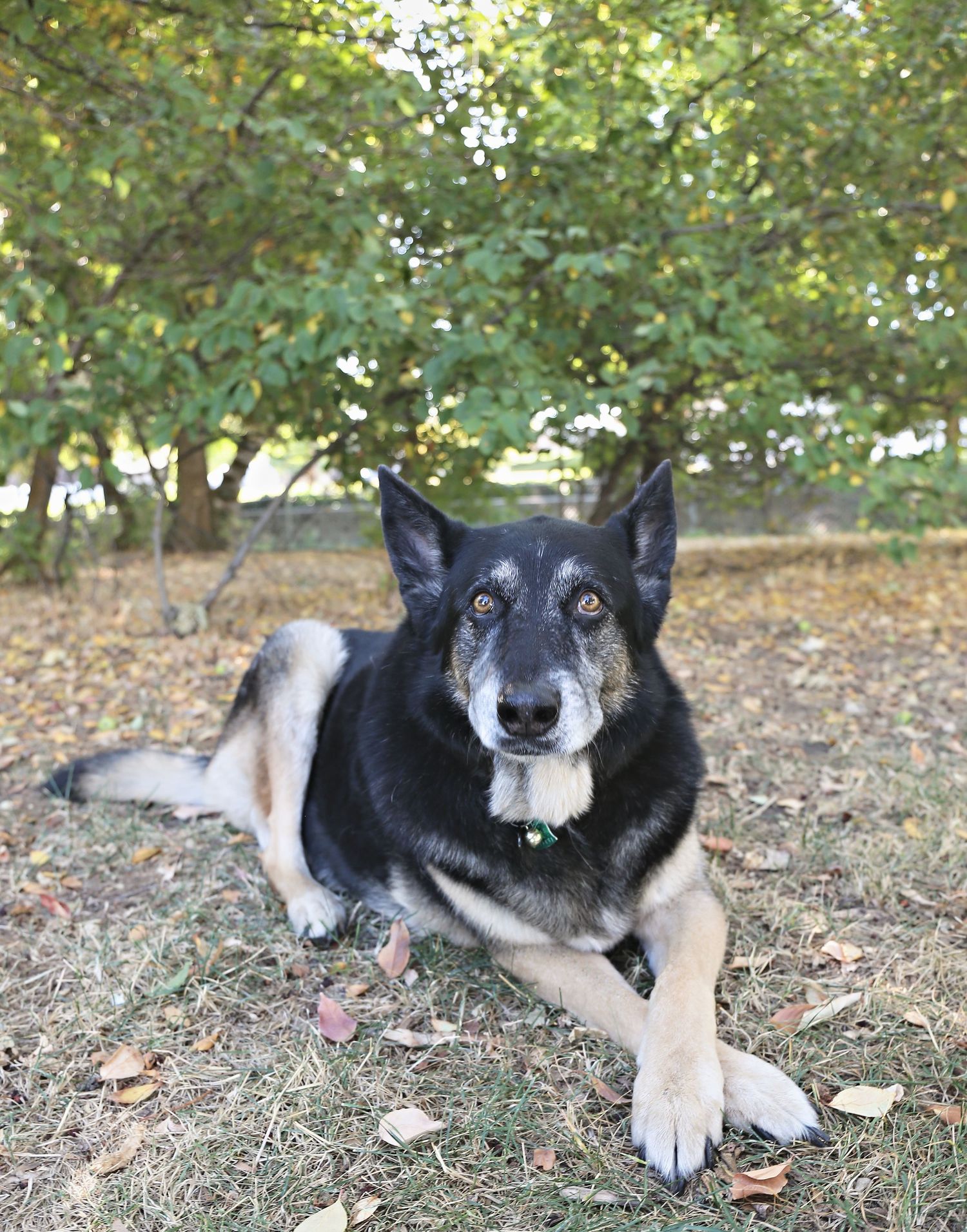 A German Shepherd mix dog rests peacefully on grass beneath trees in dappled sunlight.