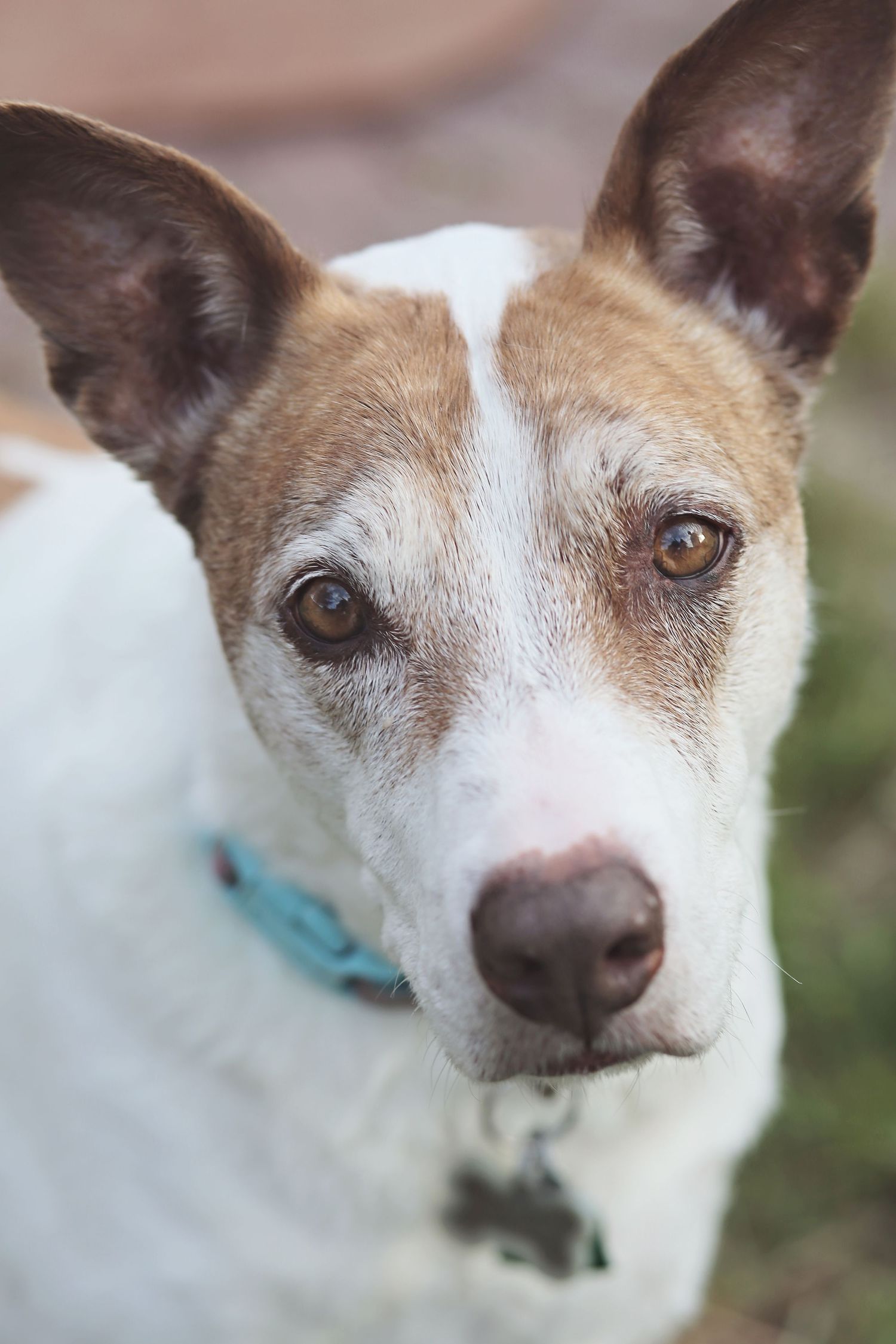Close-up portrait series of a brown and white dog's face showing different expressions.