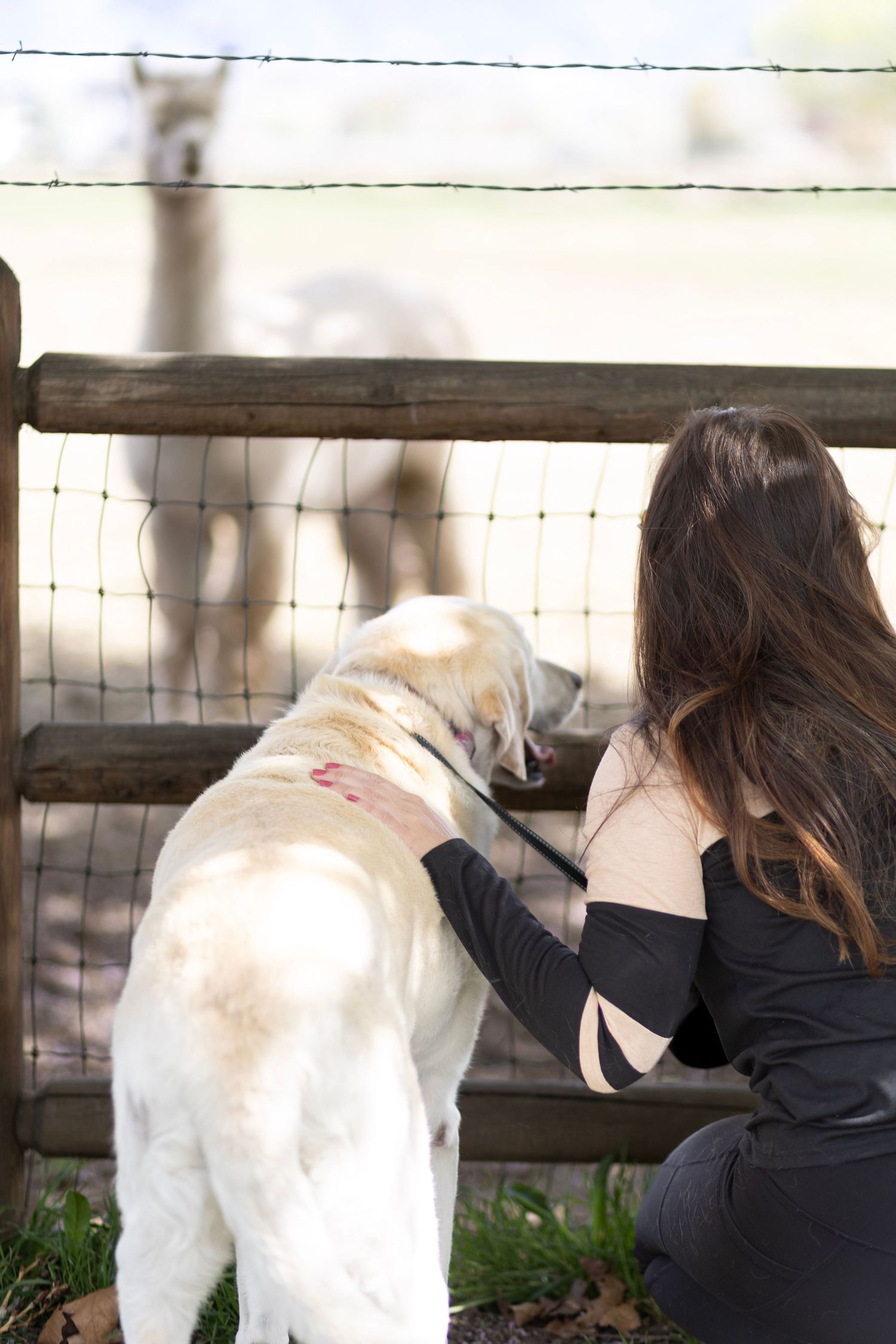 Woman with long dark hair kneeling beside a white Labrador dog at a wooden fence gate outdoors.