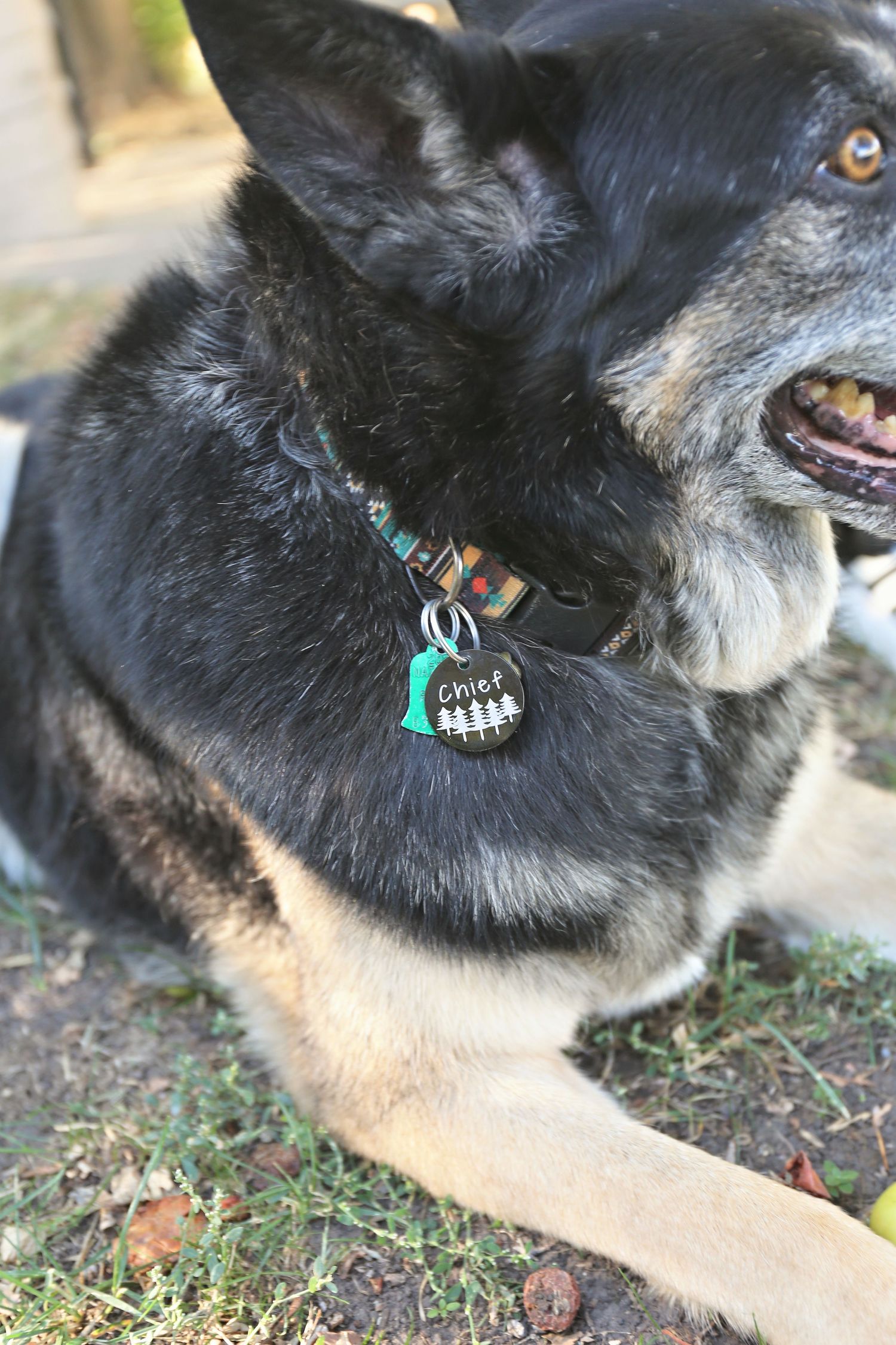 Black and white dog showing playful expressions while wearing a turquoise collar outdoors.