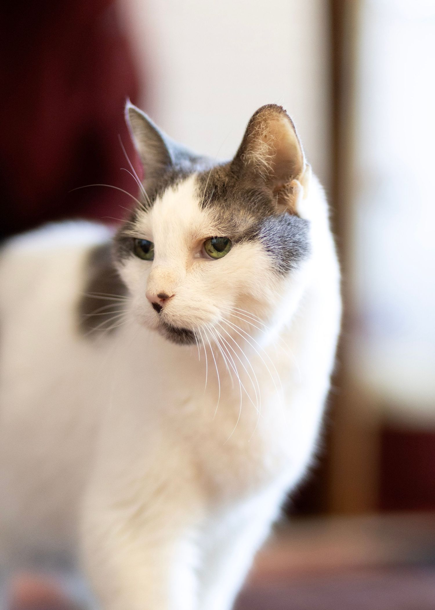 White and gray tabby cat with green eyes gazing forward in a softly blurred indoor setting.