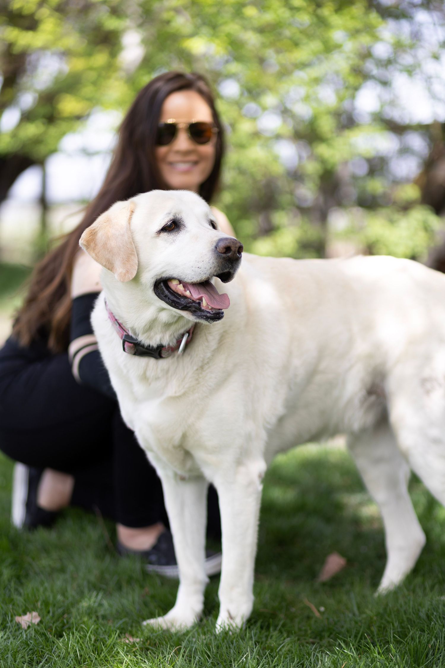 Smiling woman in sunglasses posing with a happy white Labrador Retriever on green grass in a park.