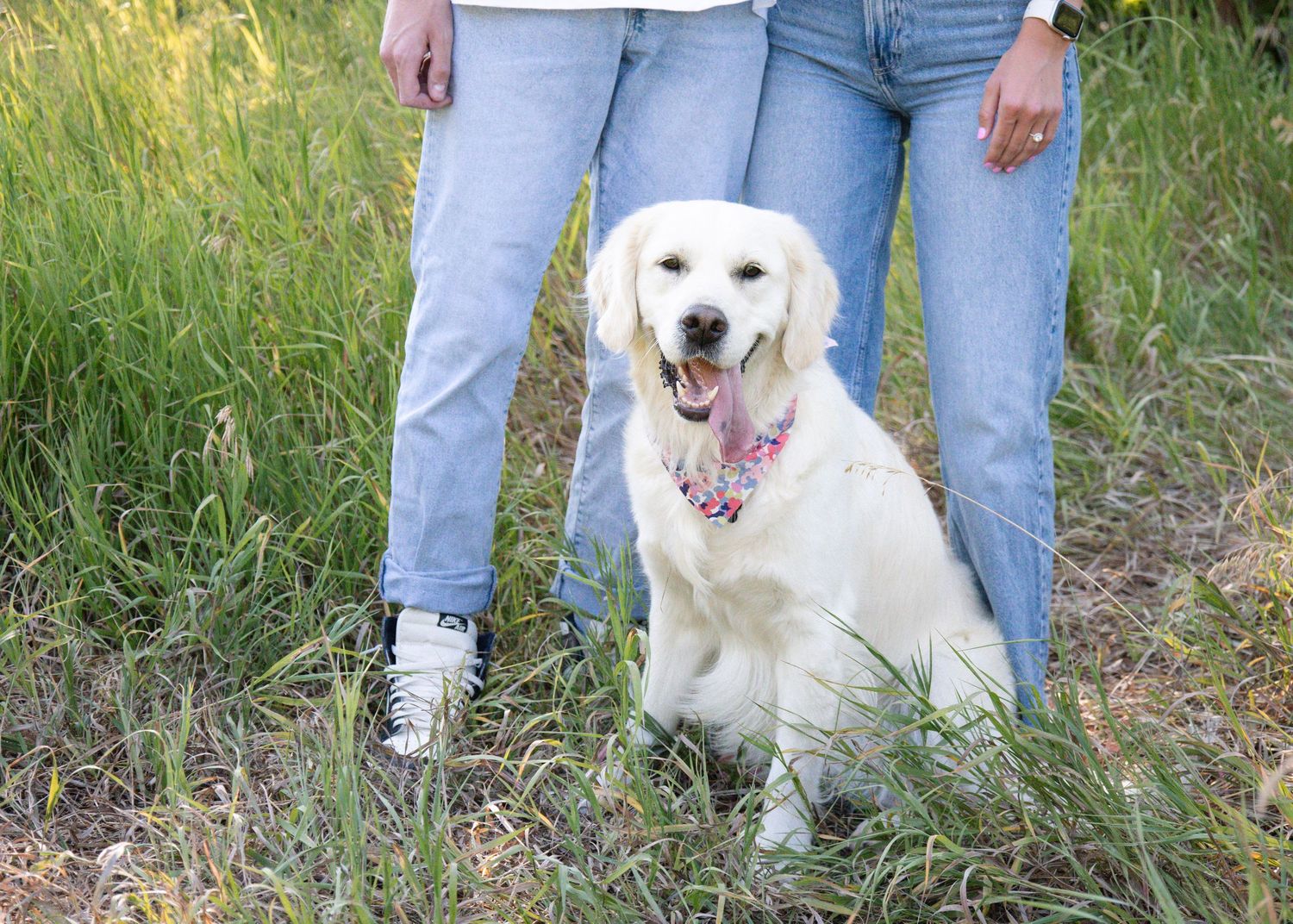 White dog sitting in tall grass wearing a colorful bandana.