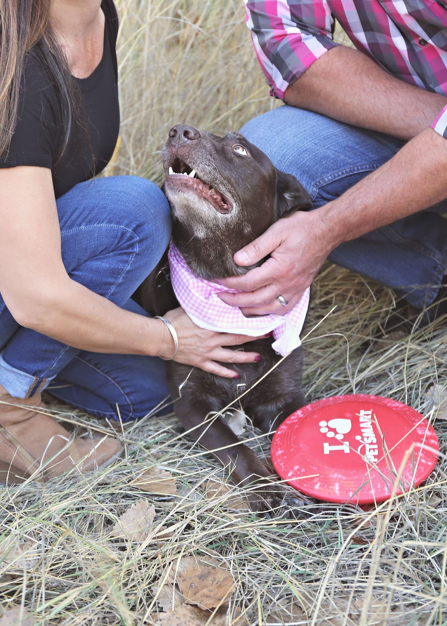 Chocolate lab with pink bandana rests near red frisbee in grass.