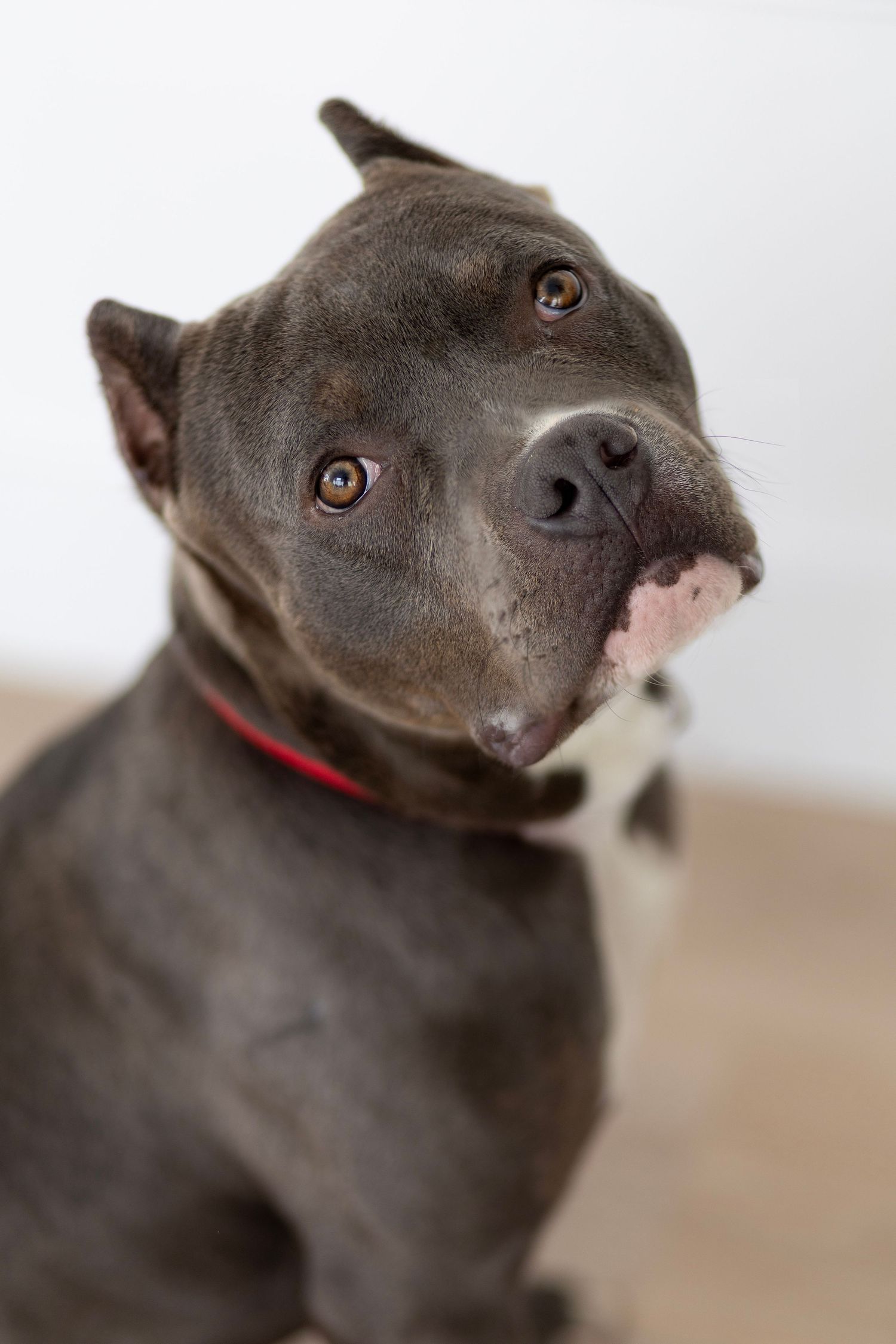A series of close-up portraits showing different angles of a gray pit bull wearing a red collar against a light background.