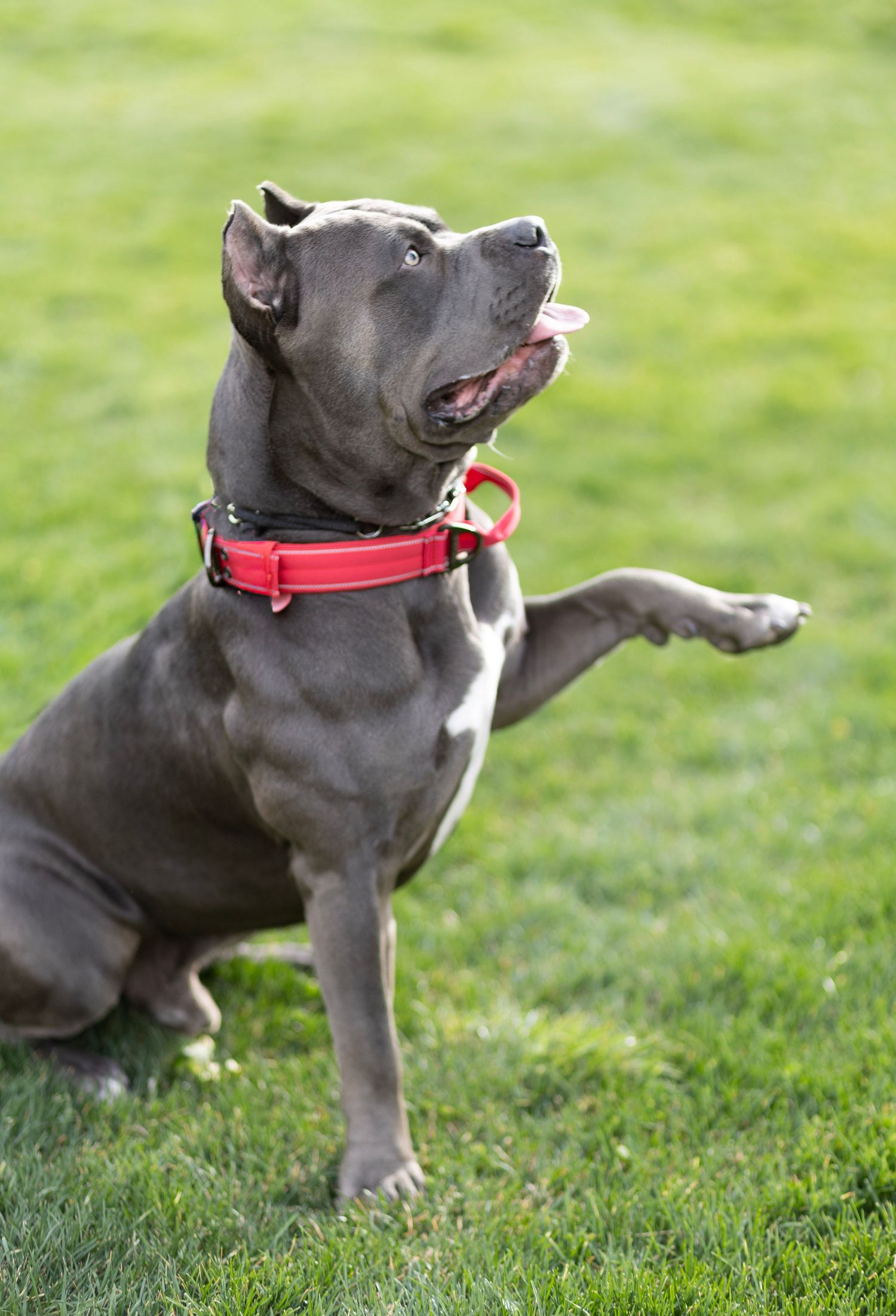 A gray Cane Corso dog wearing a red collar sits on green grass, raising one paw while looking up.