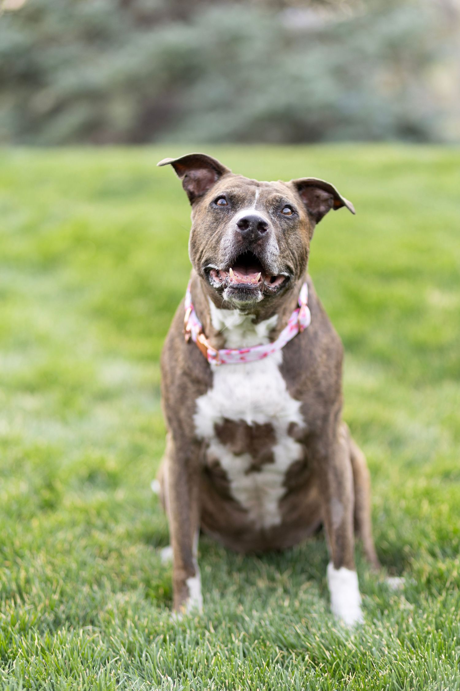 Brindle and white Pit Bull Terrier sitting on green grass wearing a pink collar, looking up with mouth open.