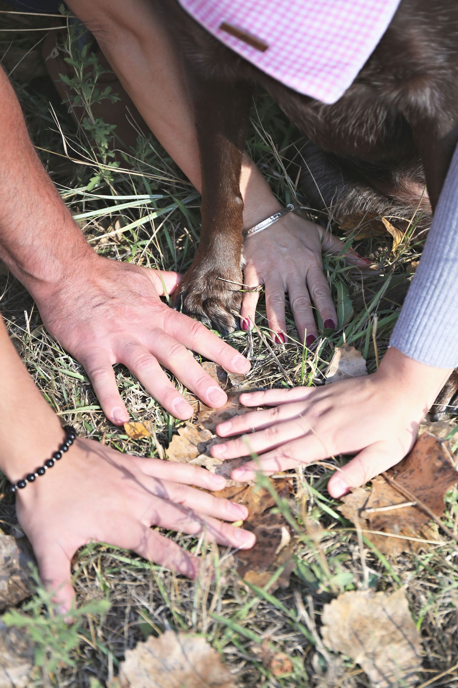 Hands join together over dog wearing pink bandana in outdoor setting.