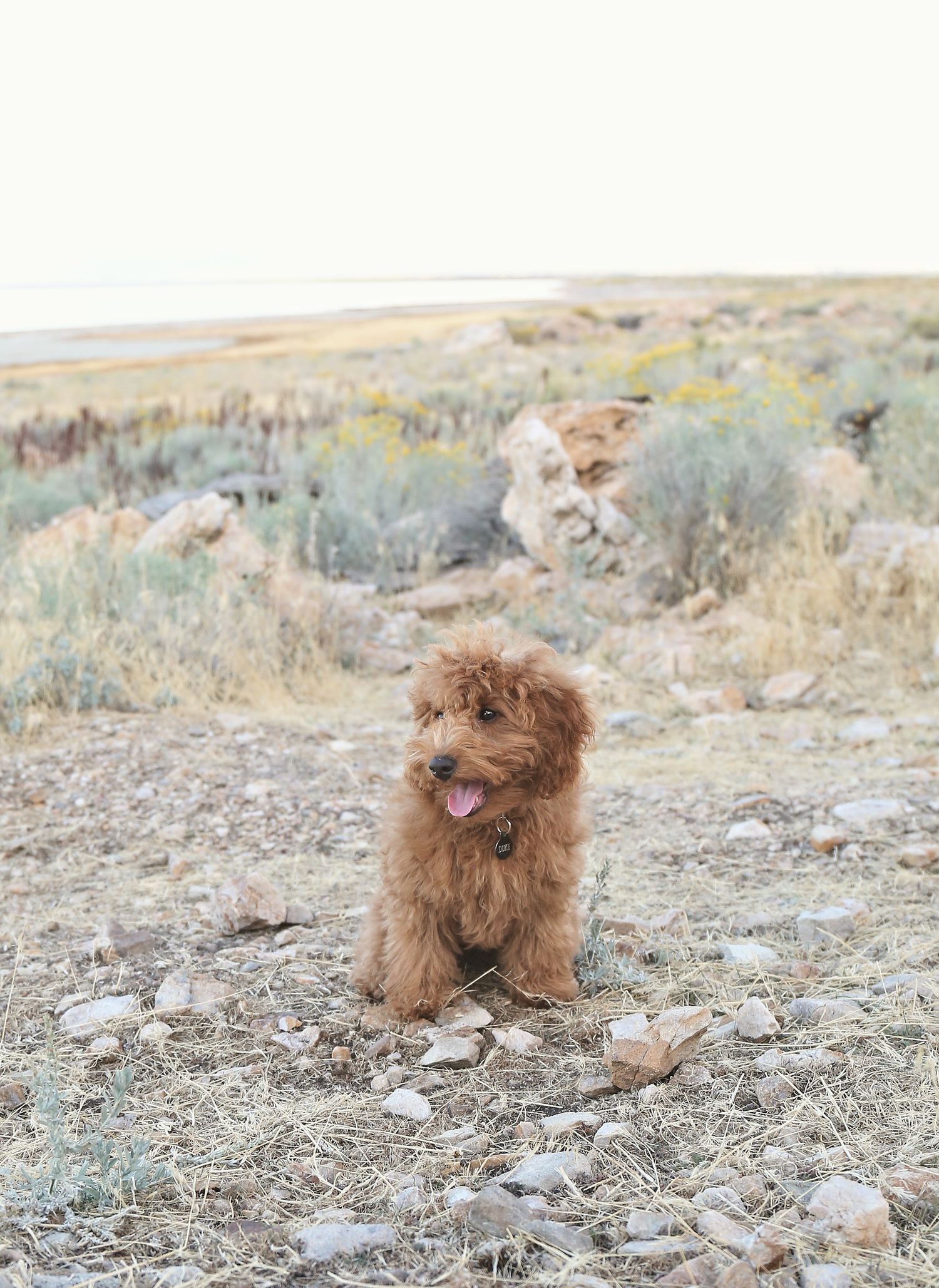 Brown fluffy puppy explores rocky terrain in natural outdoor setting.