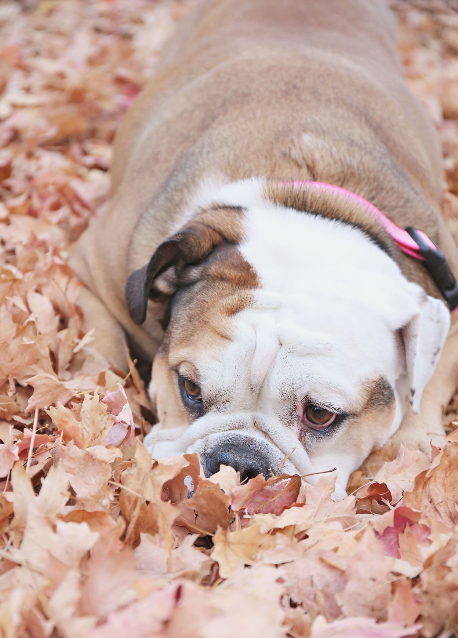 English Bulldog sleeping peacefully in a bed of brown autumn leaves.