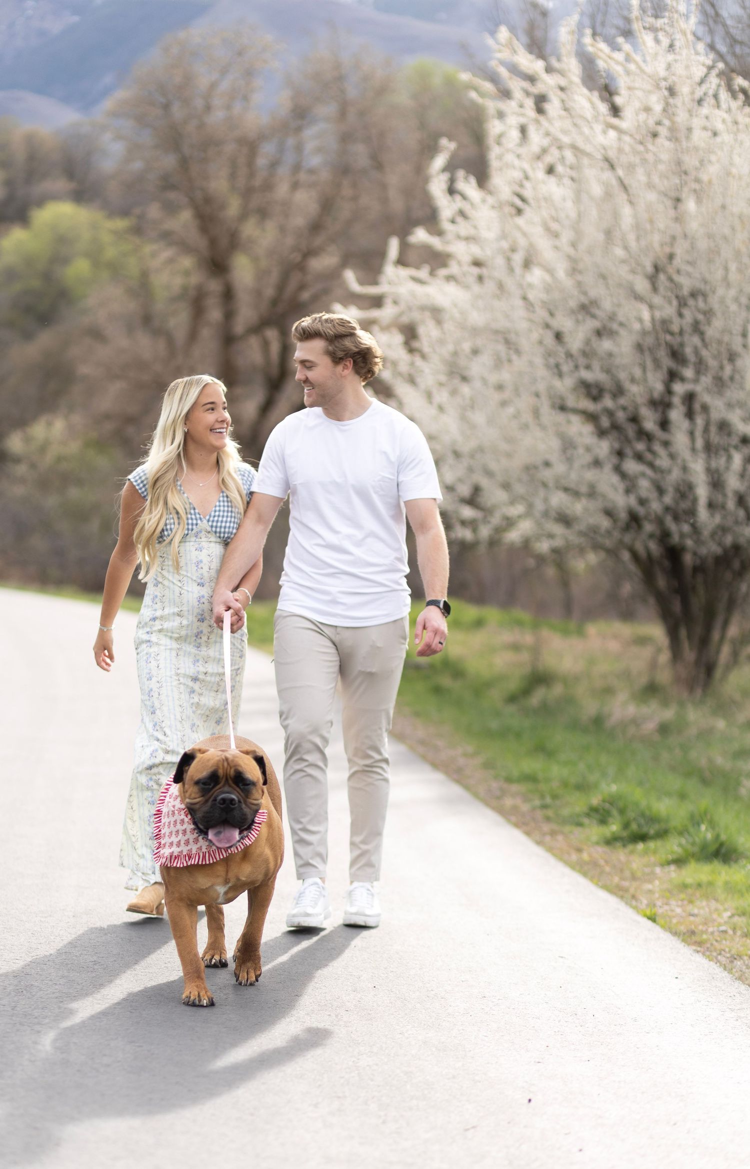 Happy couple walking their Bullmastiff dog on a sunny path lined with blooming white trees in spring.