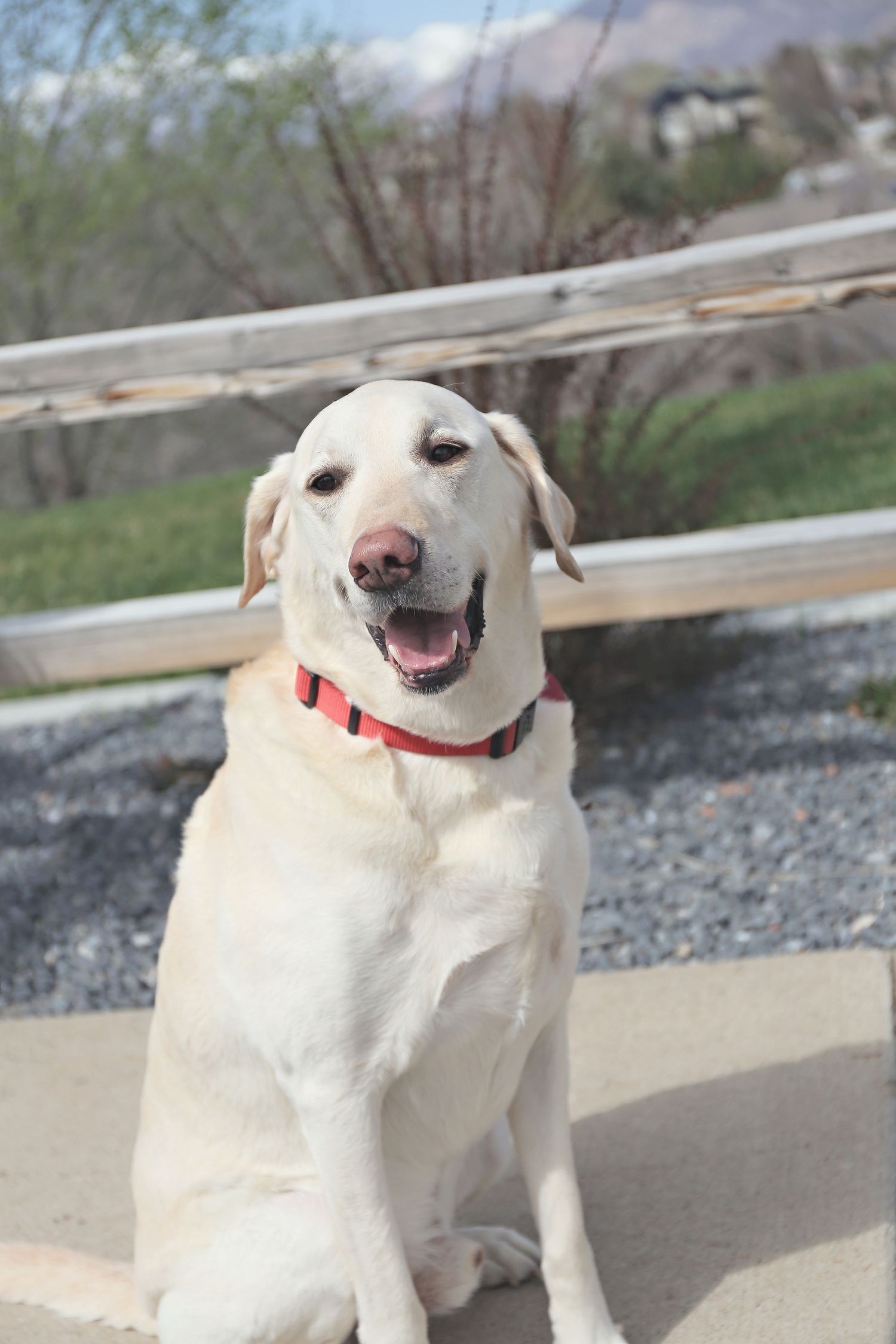 Smiling white dog with red collar enjoys sunny day outdoors.
