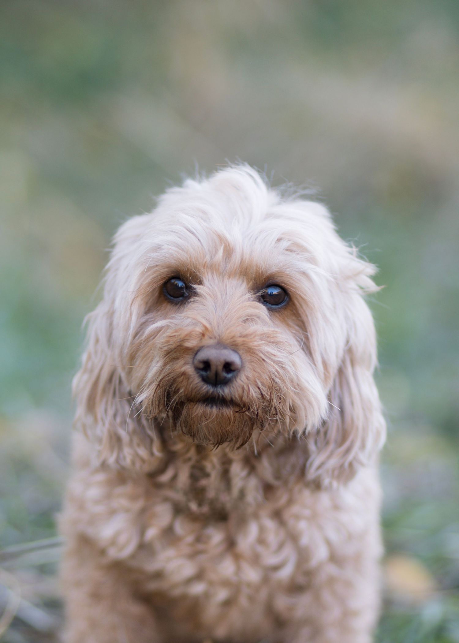 A fluffy tan mixed breed dog with scruffy fur and dark eyes looks attentively at the camera in an outdoor setting.