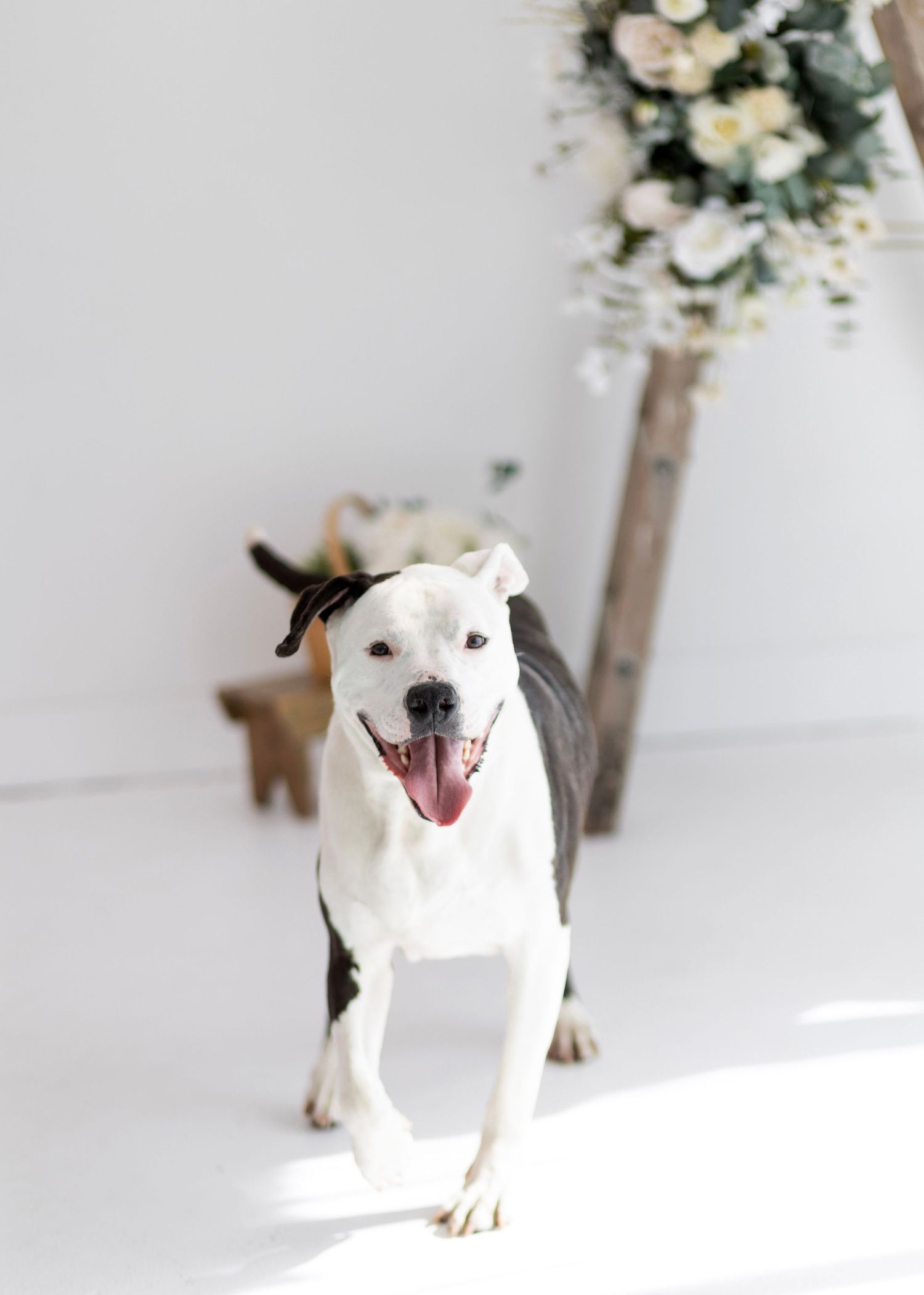 Happy black and white pit bull dog standing near floral arrangement with tongue out.