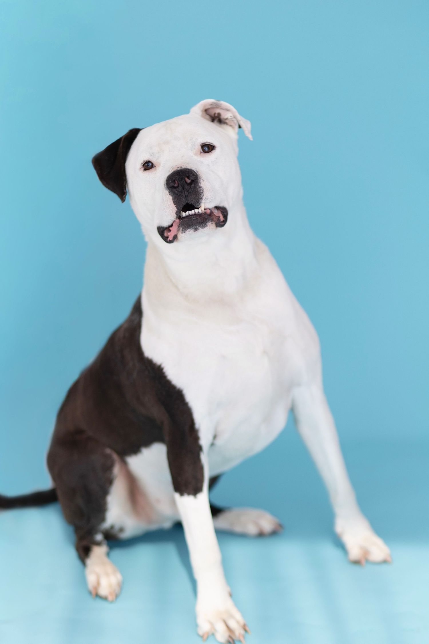 Black and white American Pit Bull Terrier sitting against a bright blue background, looking alert and friendly.