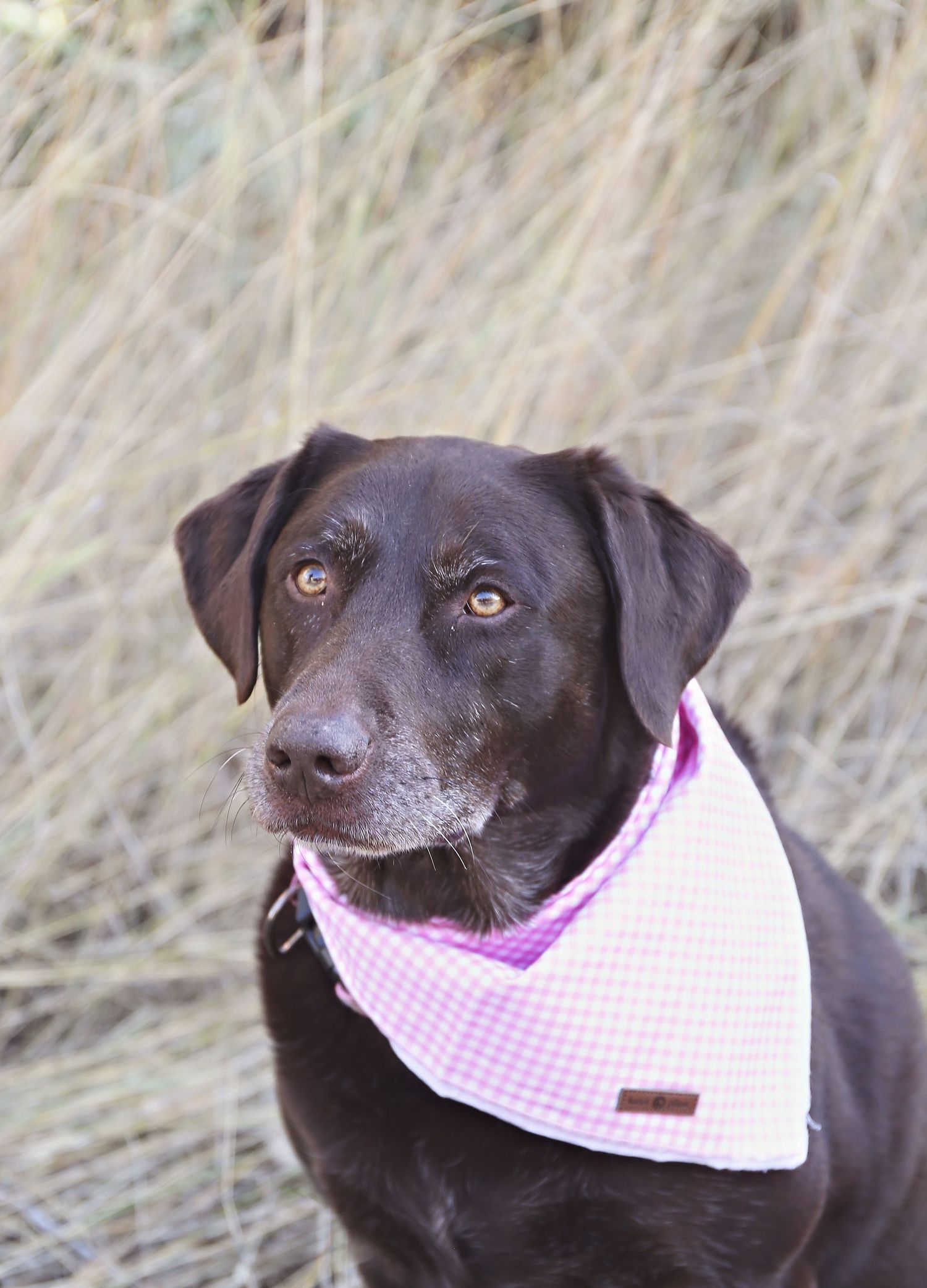 Brown Labrador dog with pink checkered bandana photographed from different angles in dry grass.