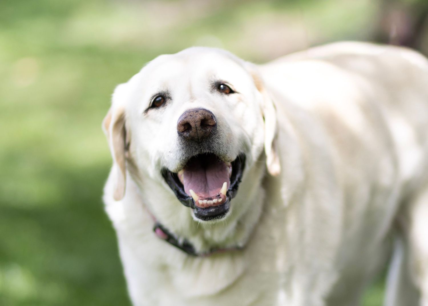 Happy white Labrador Retriever smiling with mouth open outdoors in a green park setting.
