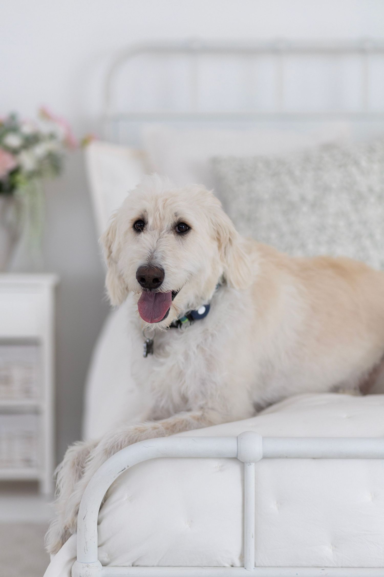 A fluffy white dog lounges comfortably on a white couch in a bright, modern living room setting.