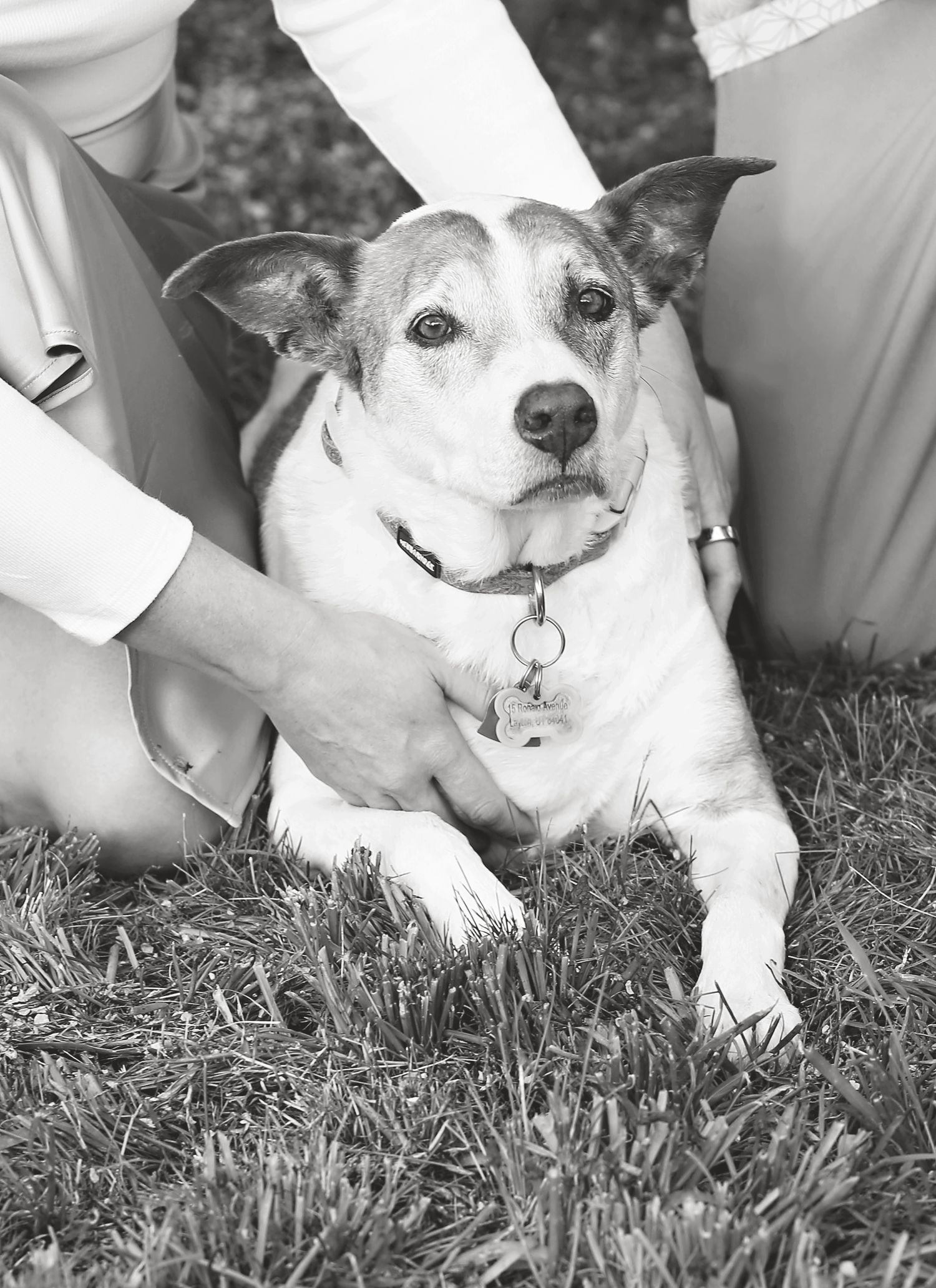 Black and white photos of a dog lying in grass being affectionately petted.