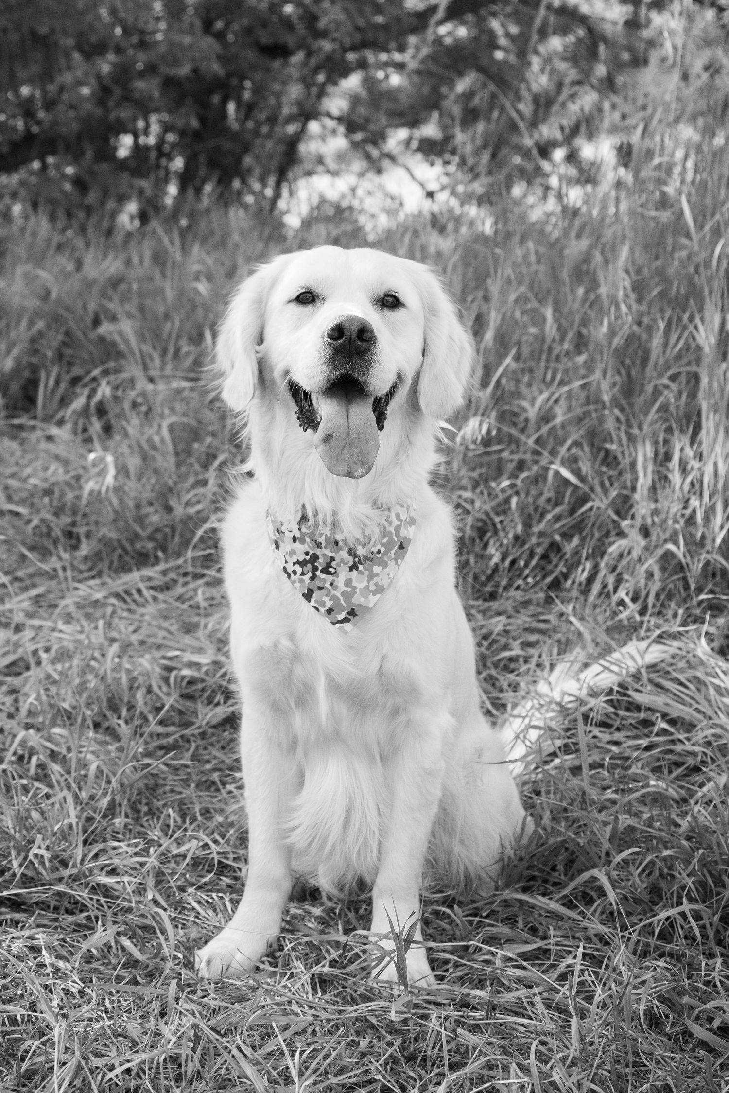 A black and white portrait of a Golden Retriever sitting in tall grass.